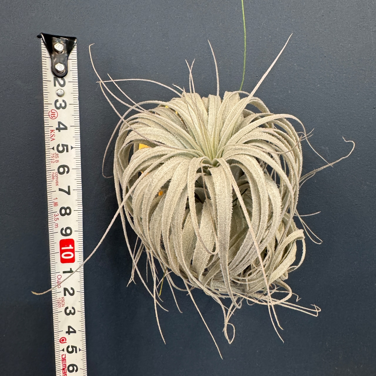 チランジア チャペウエンシス チュリフォルミス【394】