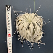 チランジア チャペウエンシス チュリフォルミス【394】