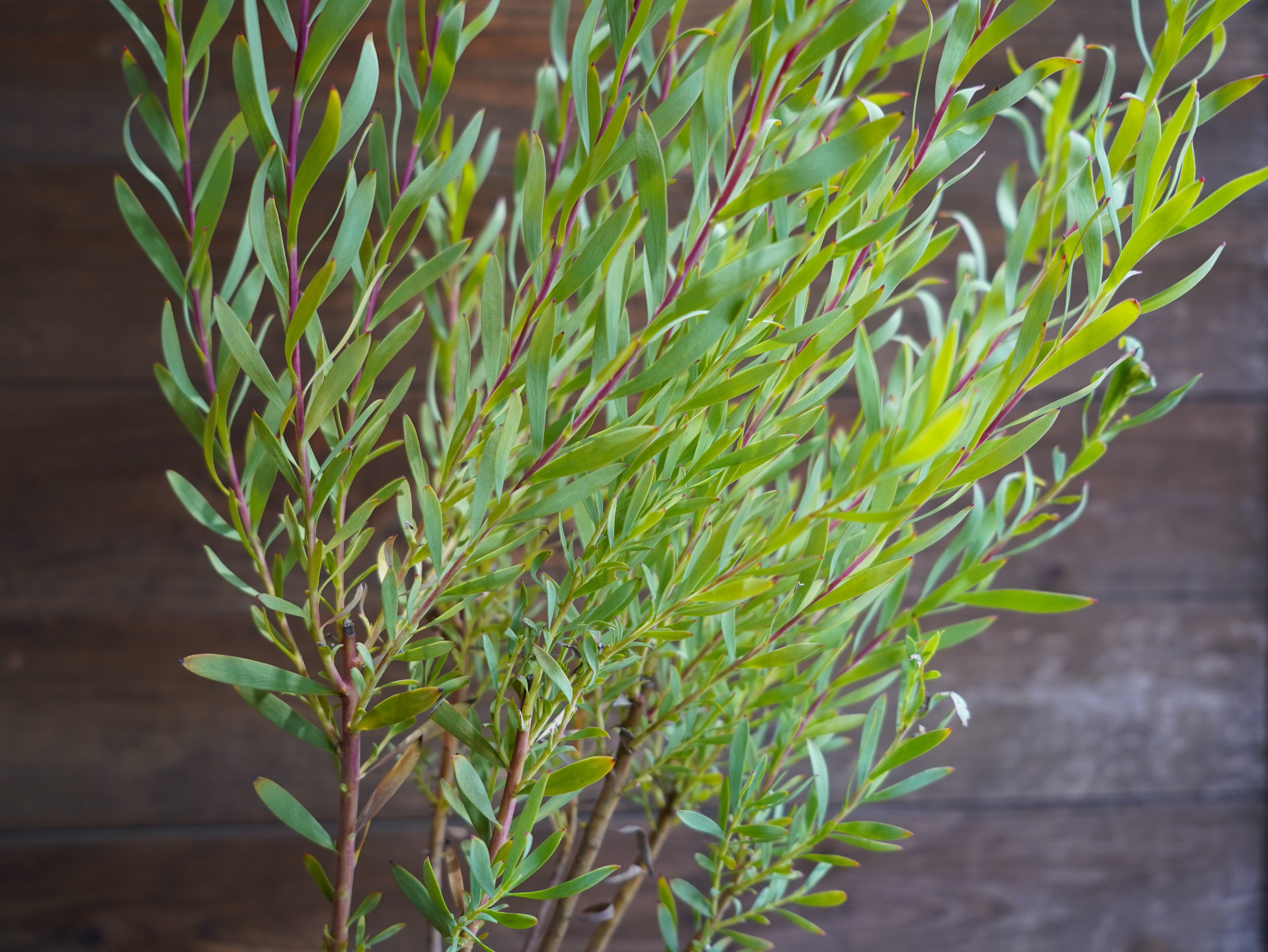 【現物】リューカデンドロン　”Cream Delight”　６号