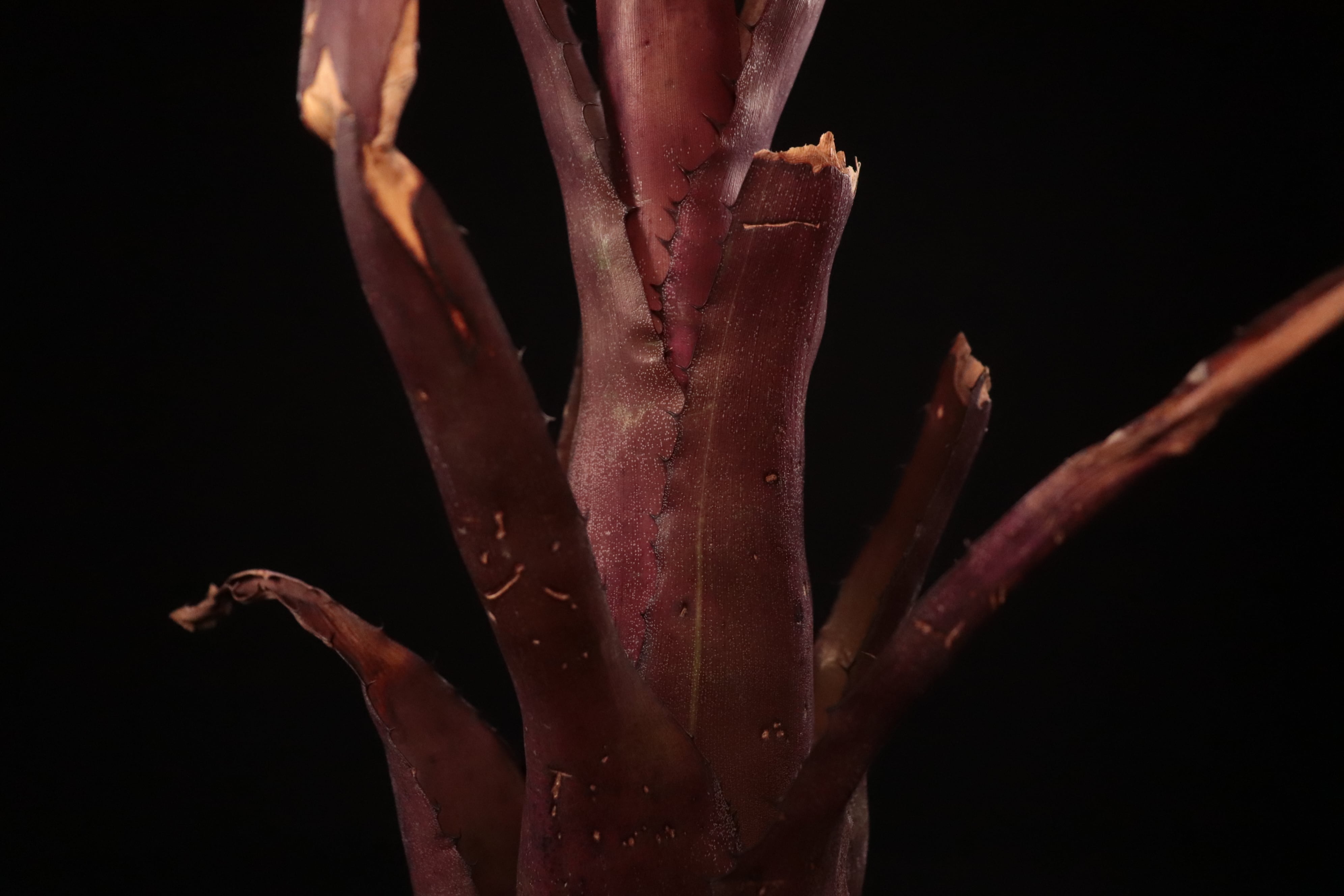 ブロメリア・エアープランツ Hohenbergia Lemei (original clone) 送料無料】Hohenbergia pennae x lemei (Red Clone) 〔ホヘンベルギア