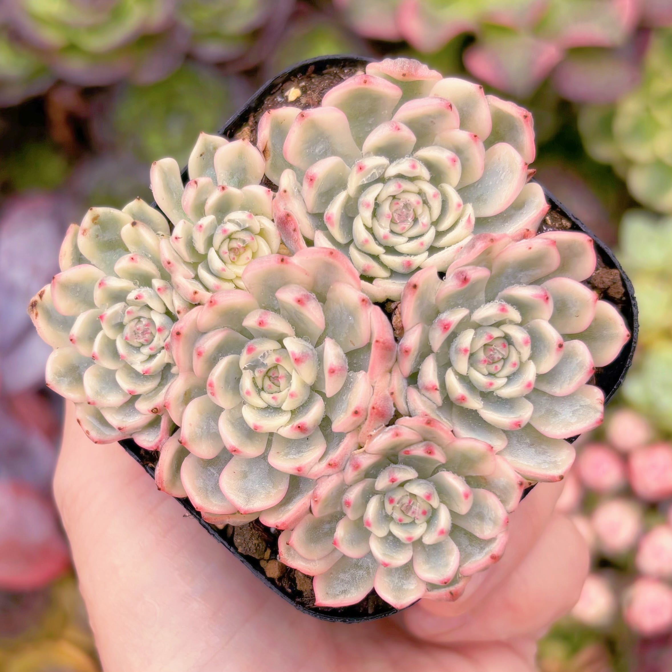 現品　ホワイトミニマ錦#551　群生　るる農園