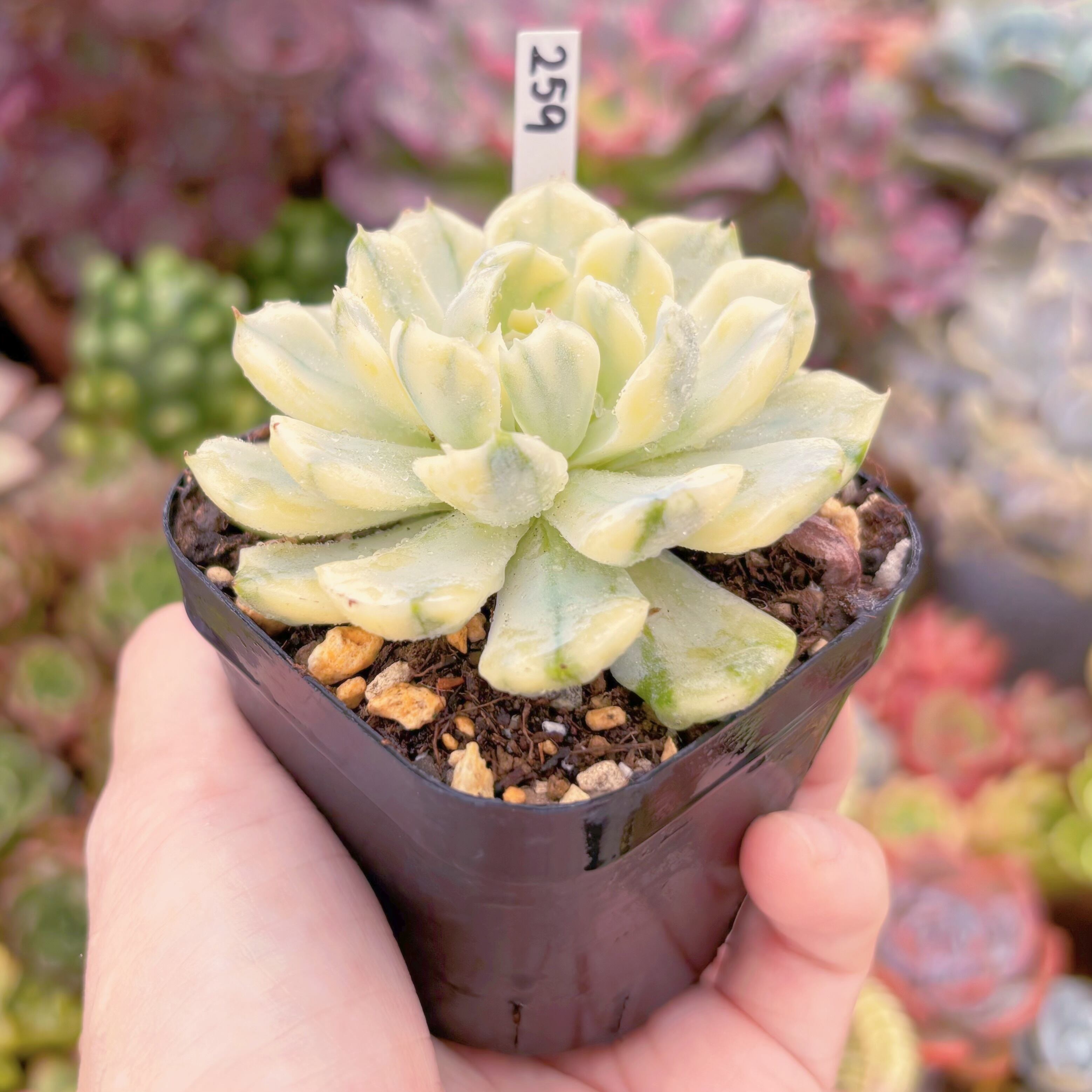 現品 クリームベリー錦#259 るる農園 | るる農園~多肉植物専門