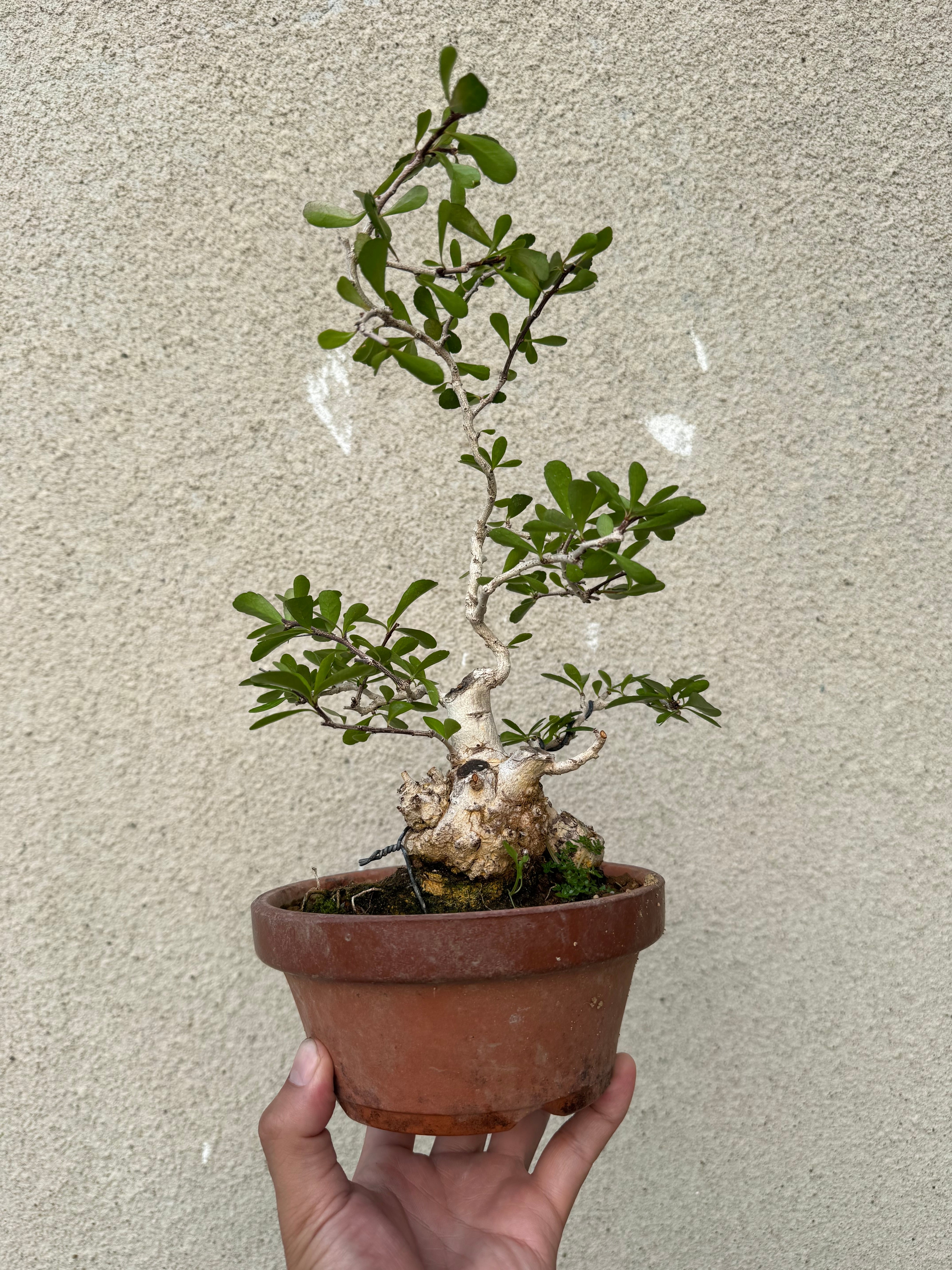 琉球盆栽】ハリツルマサキ【小型の良品】 | 青坊主-aobouzu-