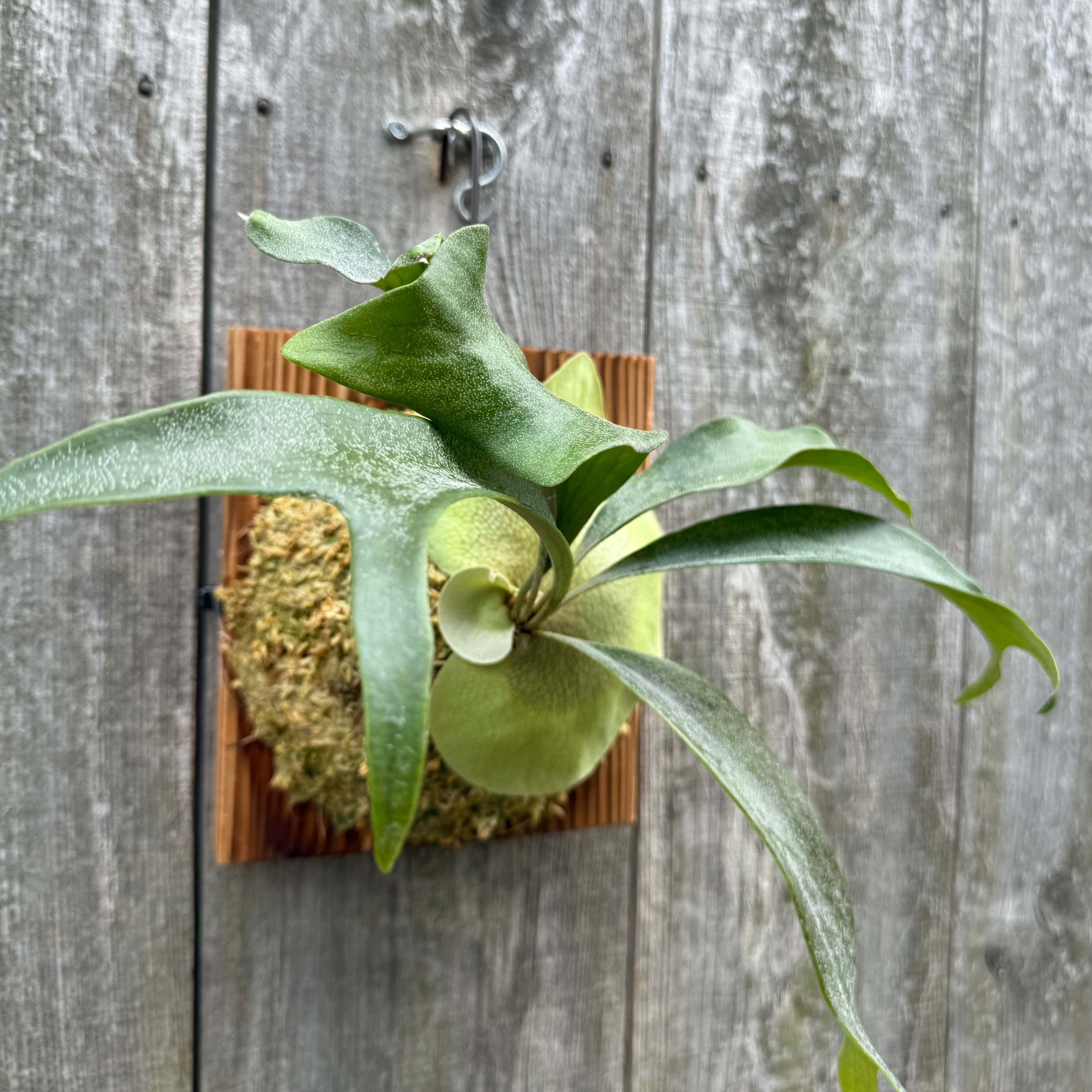 P. Dancing Peacock Sporelings | naturefix