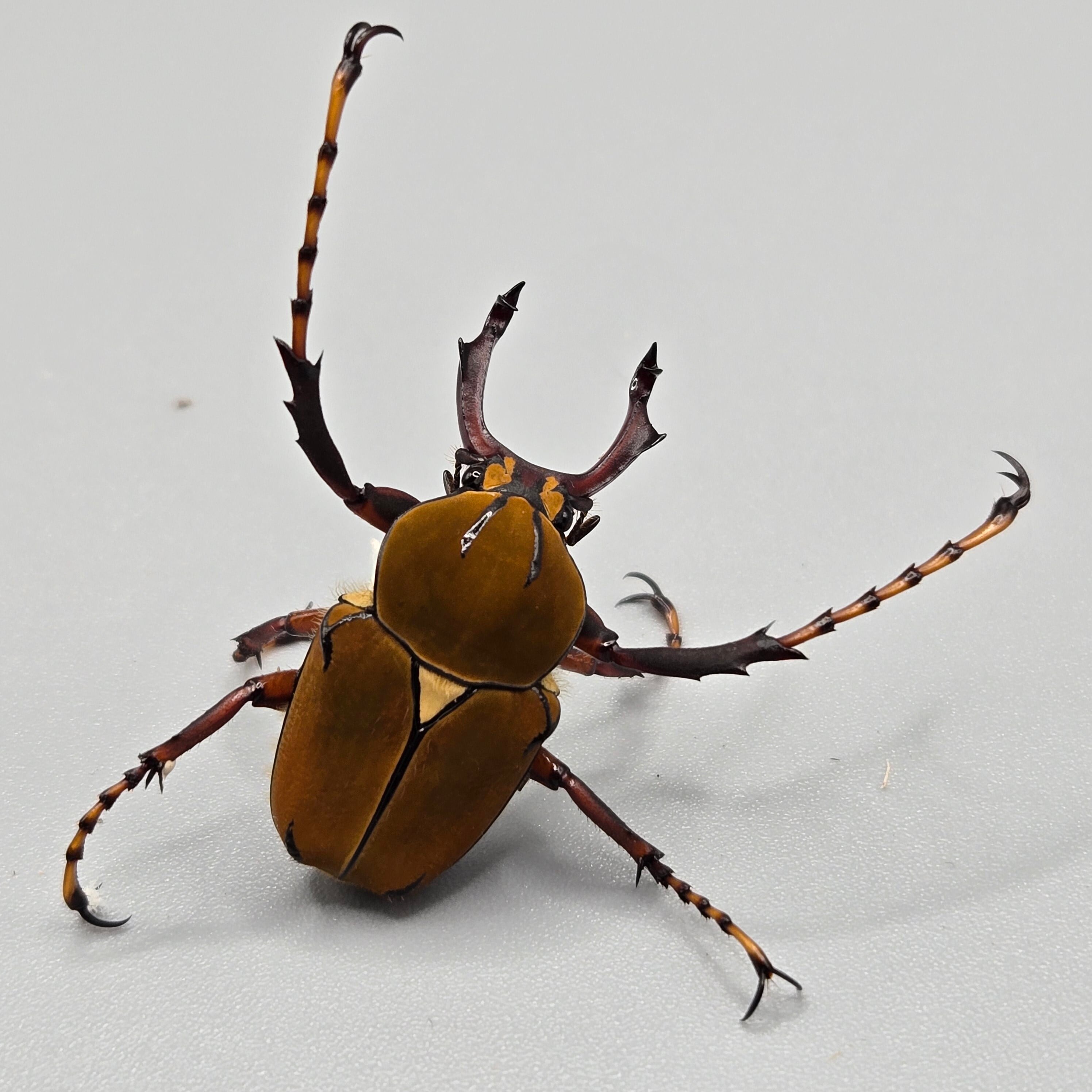 カナブン | 昆虫専門店【鍬鉄】