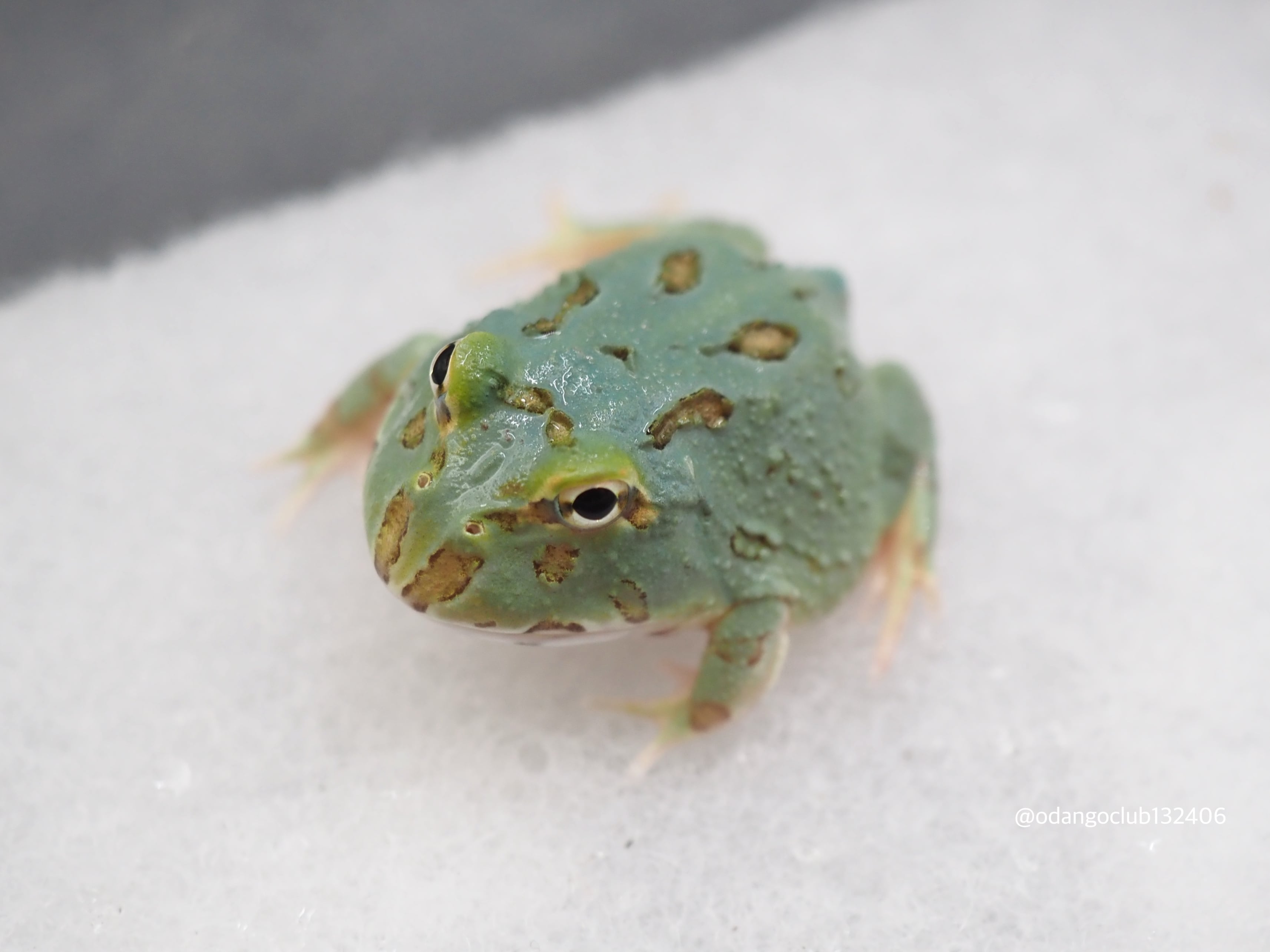 ④クランウェルツノガエル 