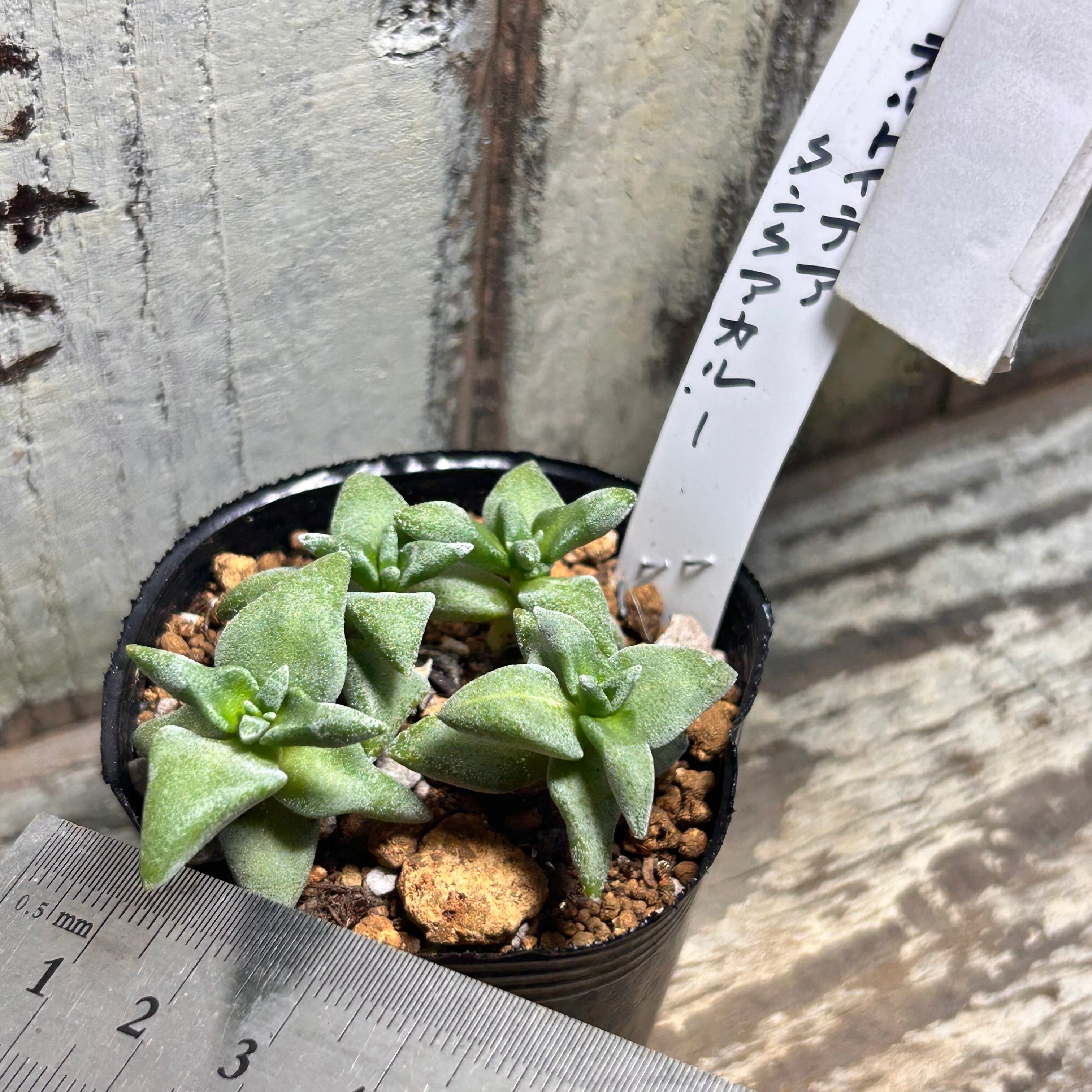 ※確認苗※デルトイデア　タンクアカルー　抜き苗 デルトイデア タンクアカルー | RuPo 多肉植物専門店