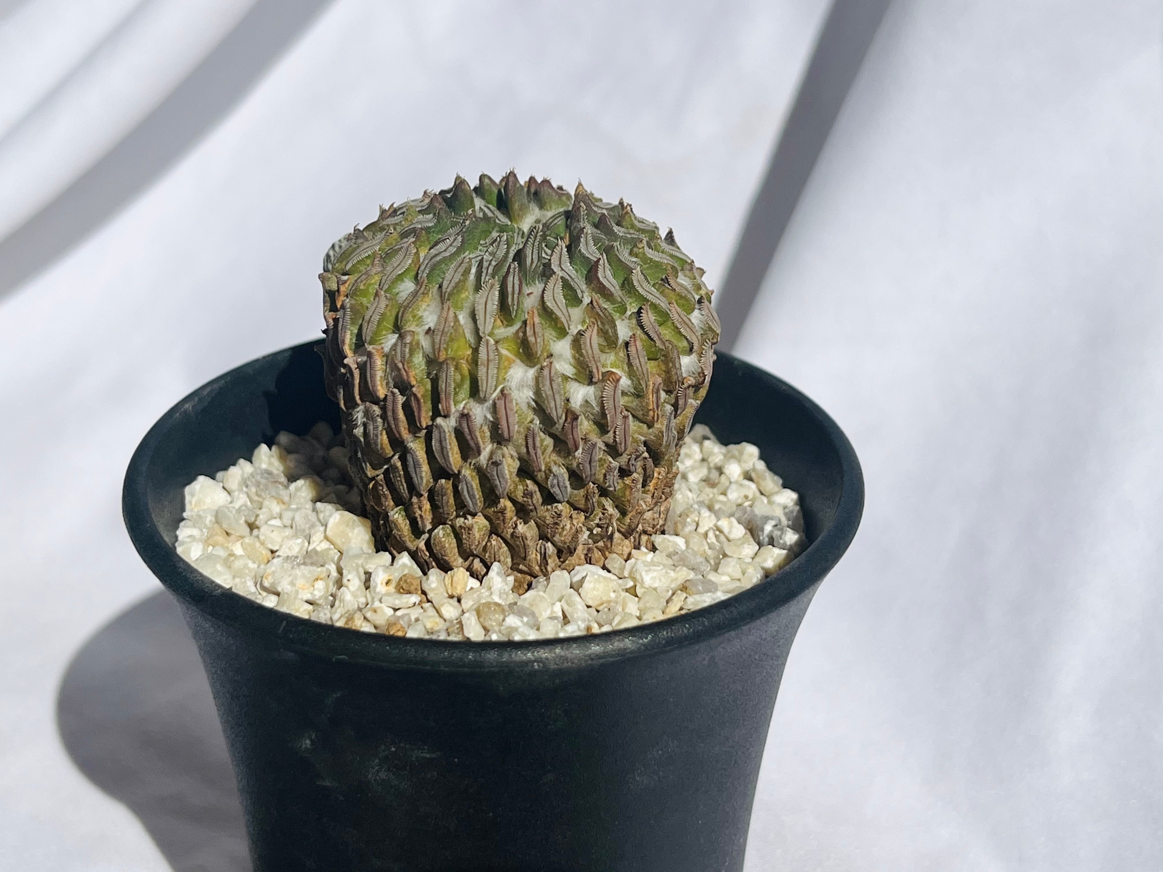 Pelecyphora aselliformis ペレキフォラ 精巧丸 サボテン | plants