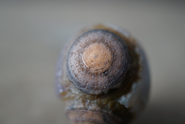 ゴビアゲート Gobi Agate 1685