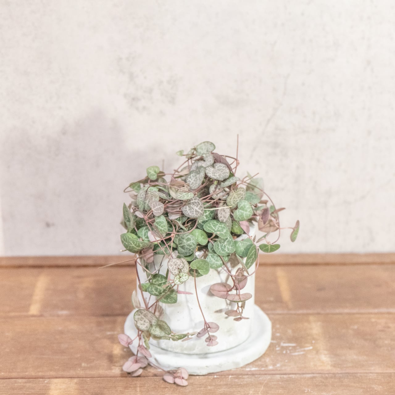 ハートカズラ|シルバーグリーンの葉模様が映える可憐なつる植物【手作りモルタル鉢】