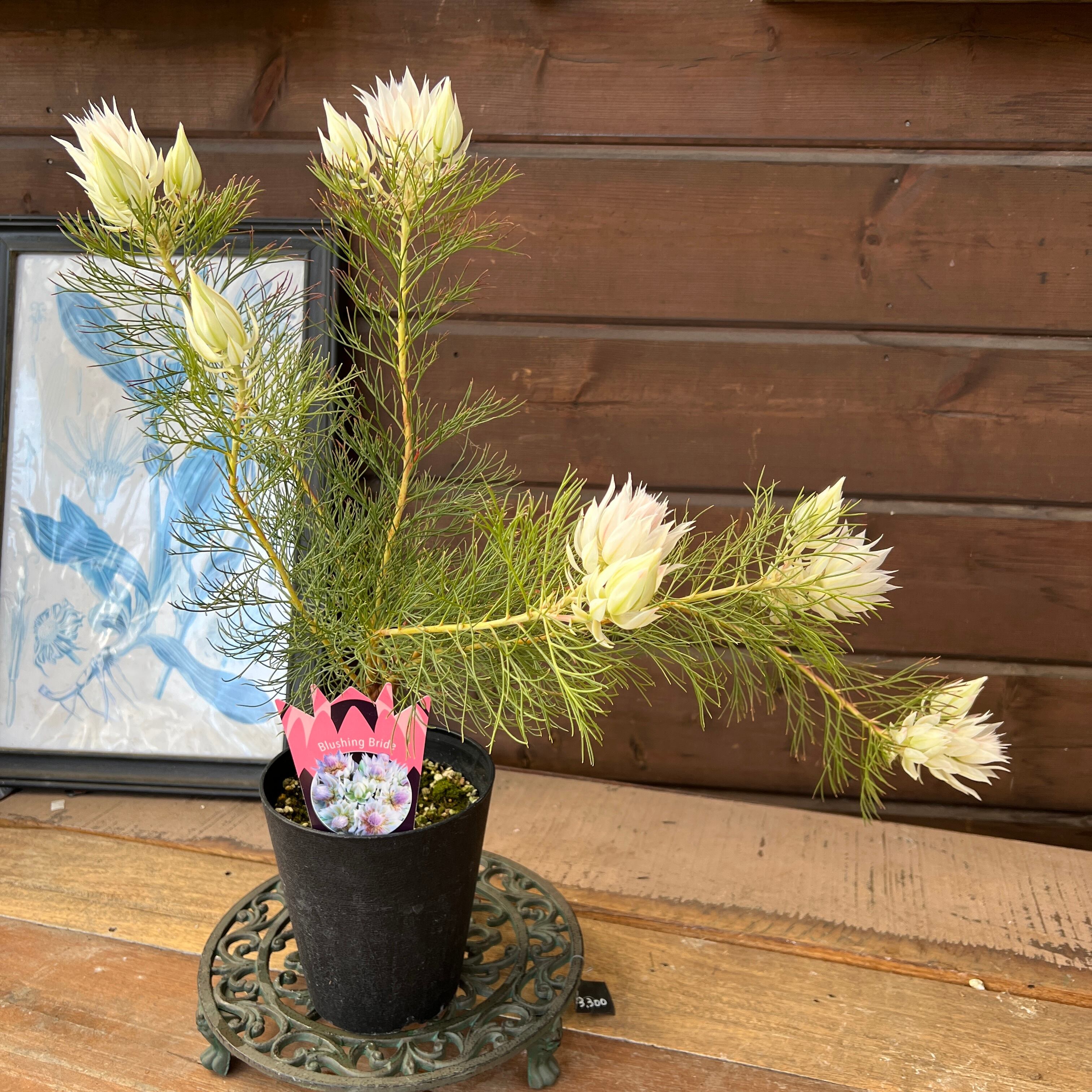 ジョーイセルリア ブラッシングブライド③ | 沼ノ上農園