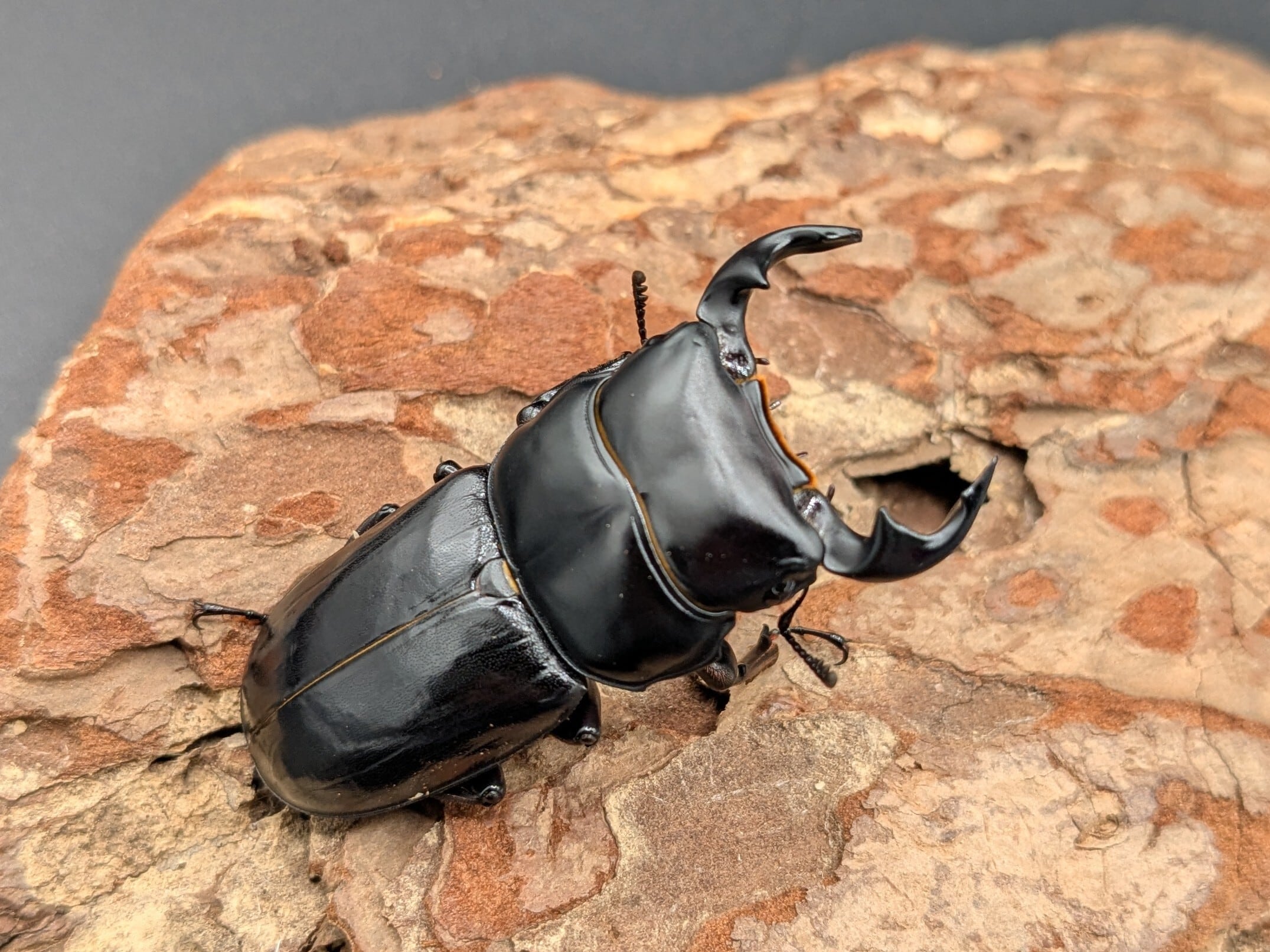 ツノボソオオクワガタ ♂45mm♀32mm | クワガタムシ・カブトムシ