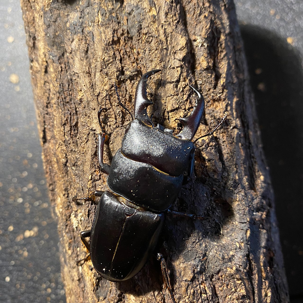 5】♂76mm国産オオクワガタ能勢YG血統 単品 大阪府能勢町産 | Pay ID