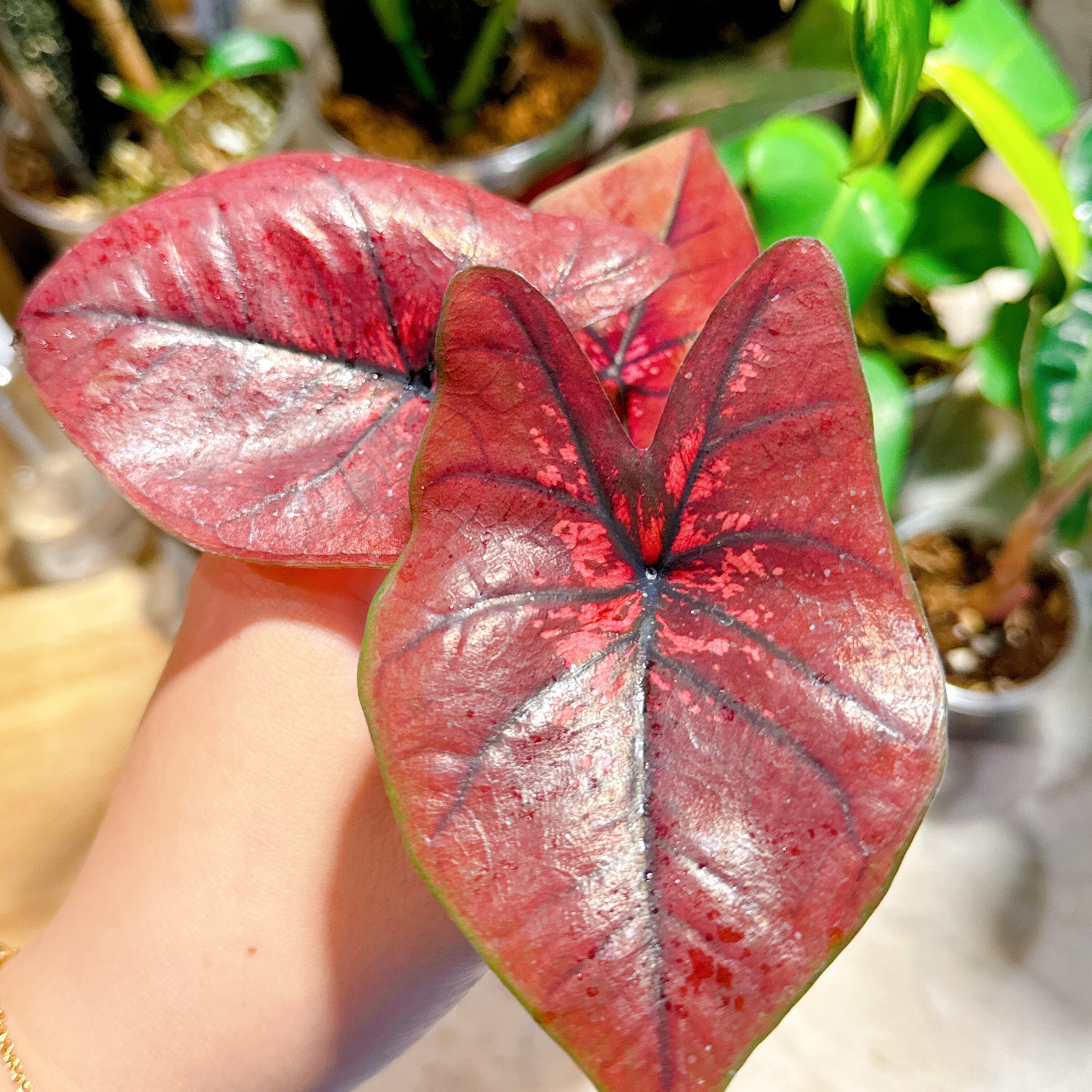 大特価 アロカシア ノビリス ピンク り*く様 希少 アロカシア ノビリス