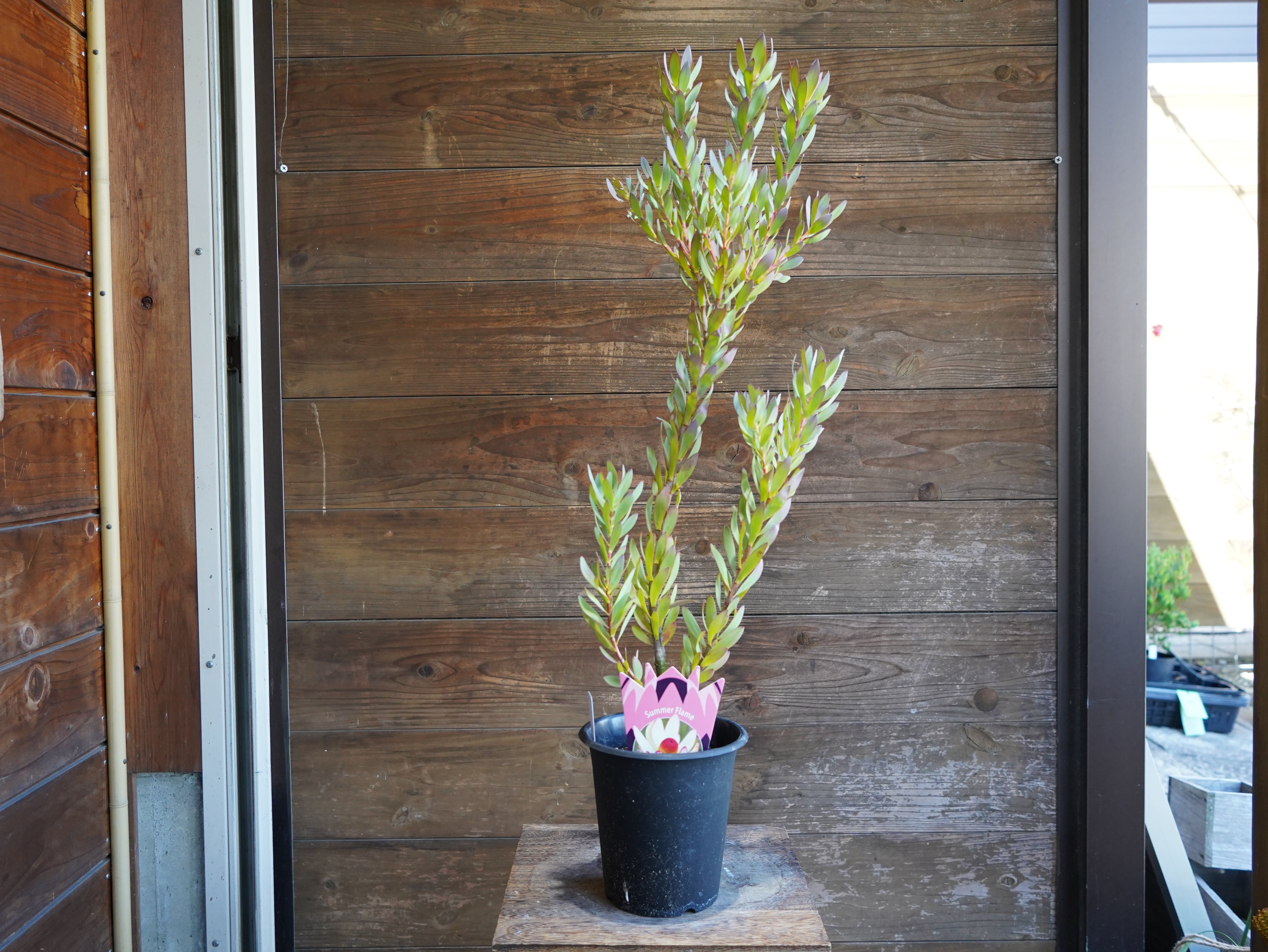 【現物】リューカデンドロン　”Summer　Frame”　