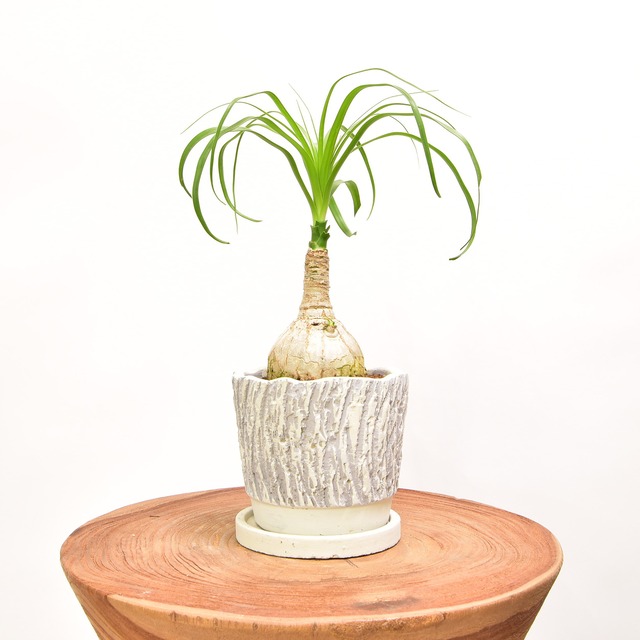 ボーカルネア・レクルバータ 植木鉢込み