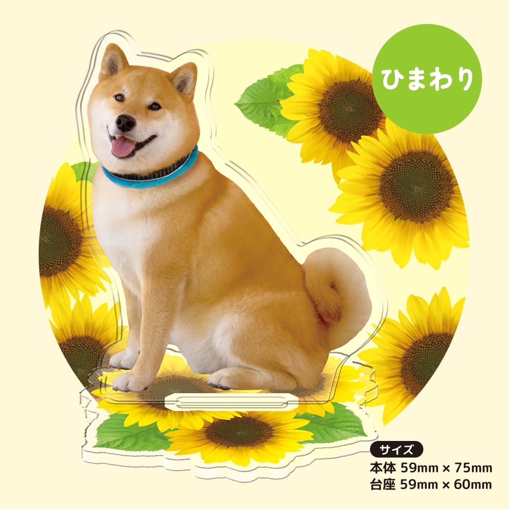 柴犬まる☆アクリルスタンド | MARUTARO SHOP