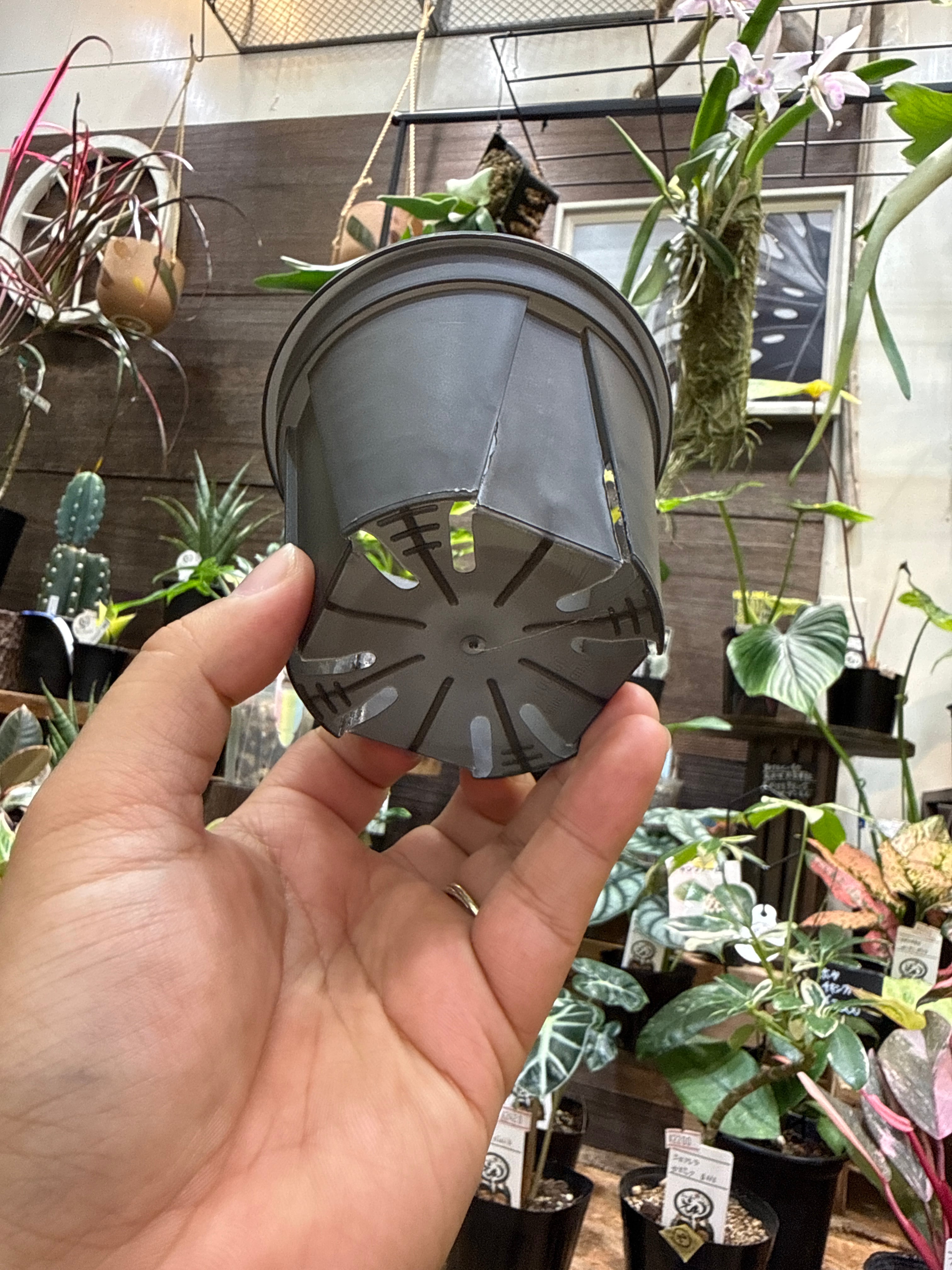 3.5号］5個セットCBK-PoT クリアブラック | Gardenえん 【観葉熱帯植物】