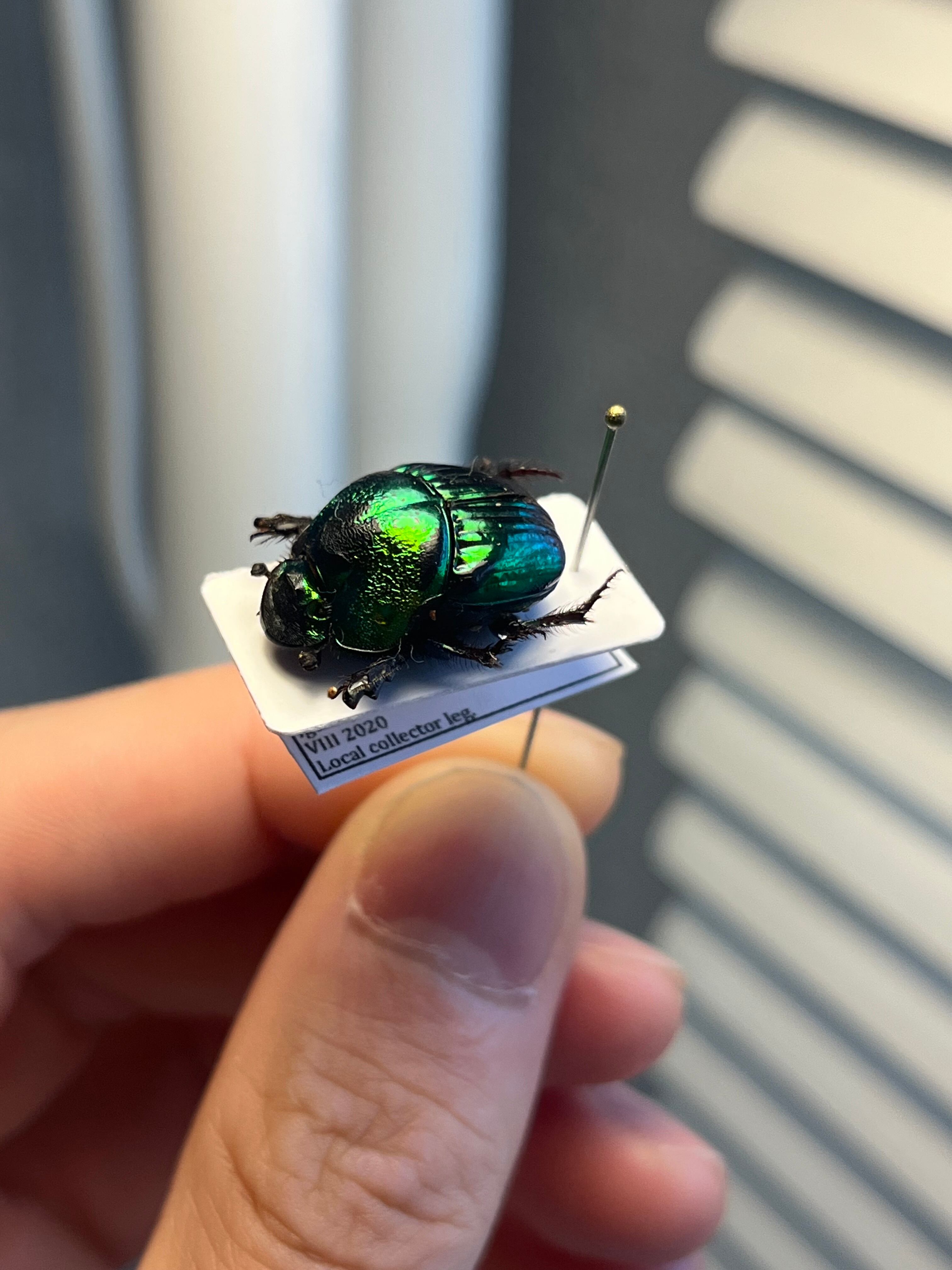 18mm♀】デーモンニジダイコクコガネムシ 糞虫フンチュウフンコロガシ