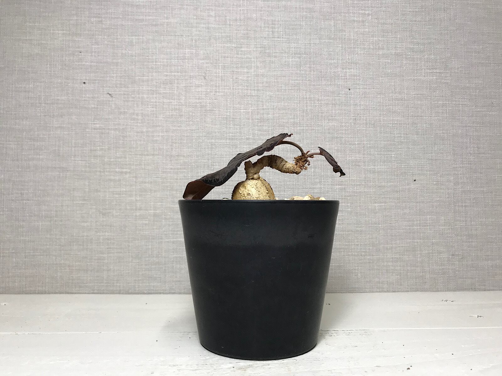 ユーフォルビア ラバティ レッドリーフ