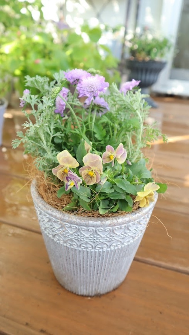 ガーデンシクラメン『ドラゴン』の寄せ植え