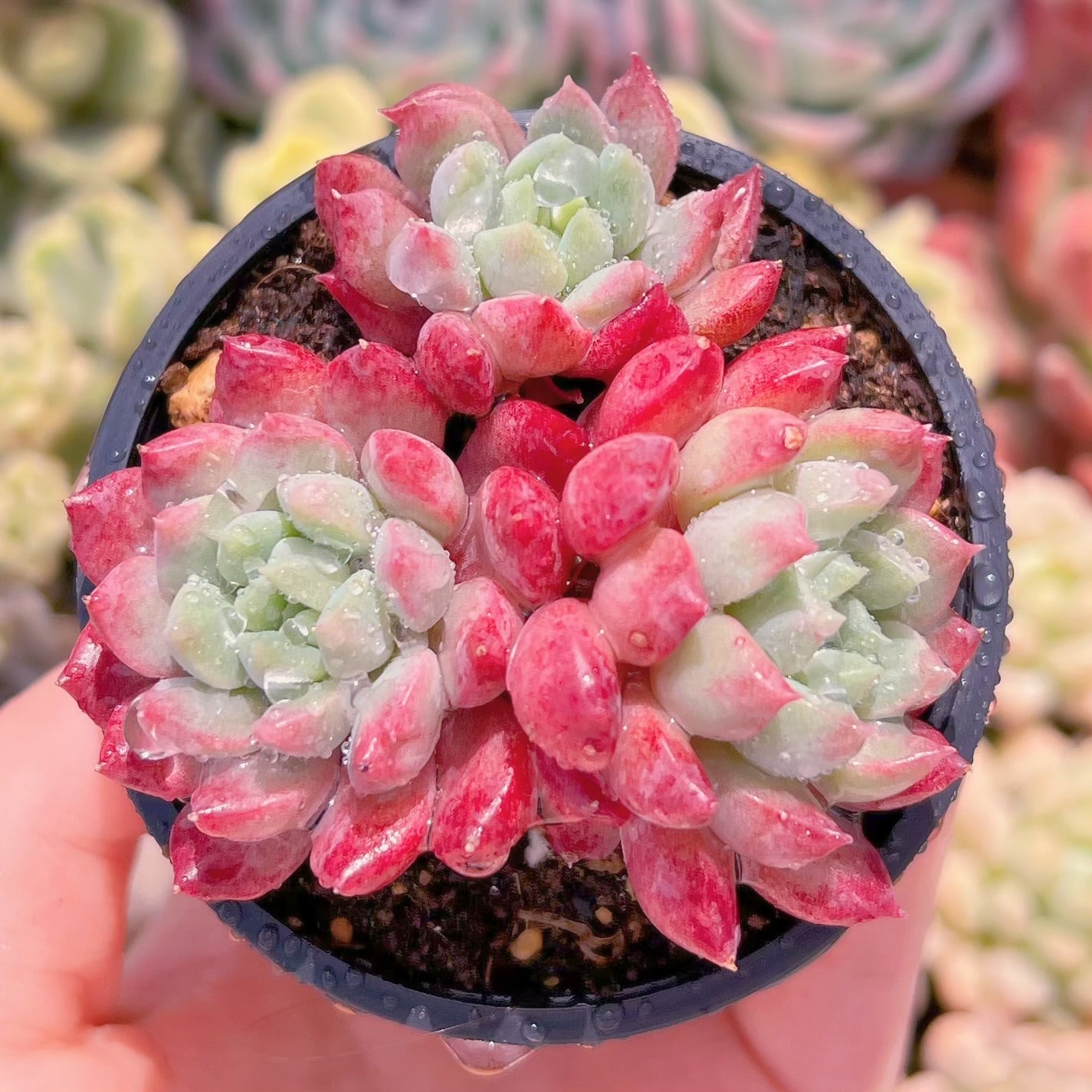 現品　ベビーチーク#831　るる農園