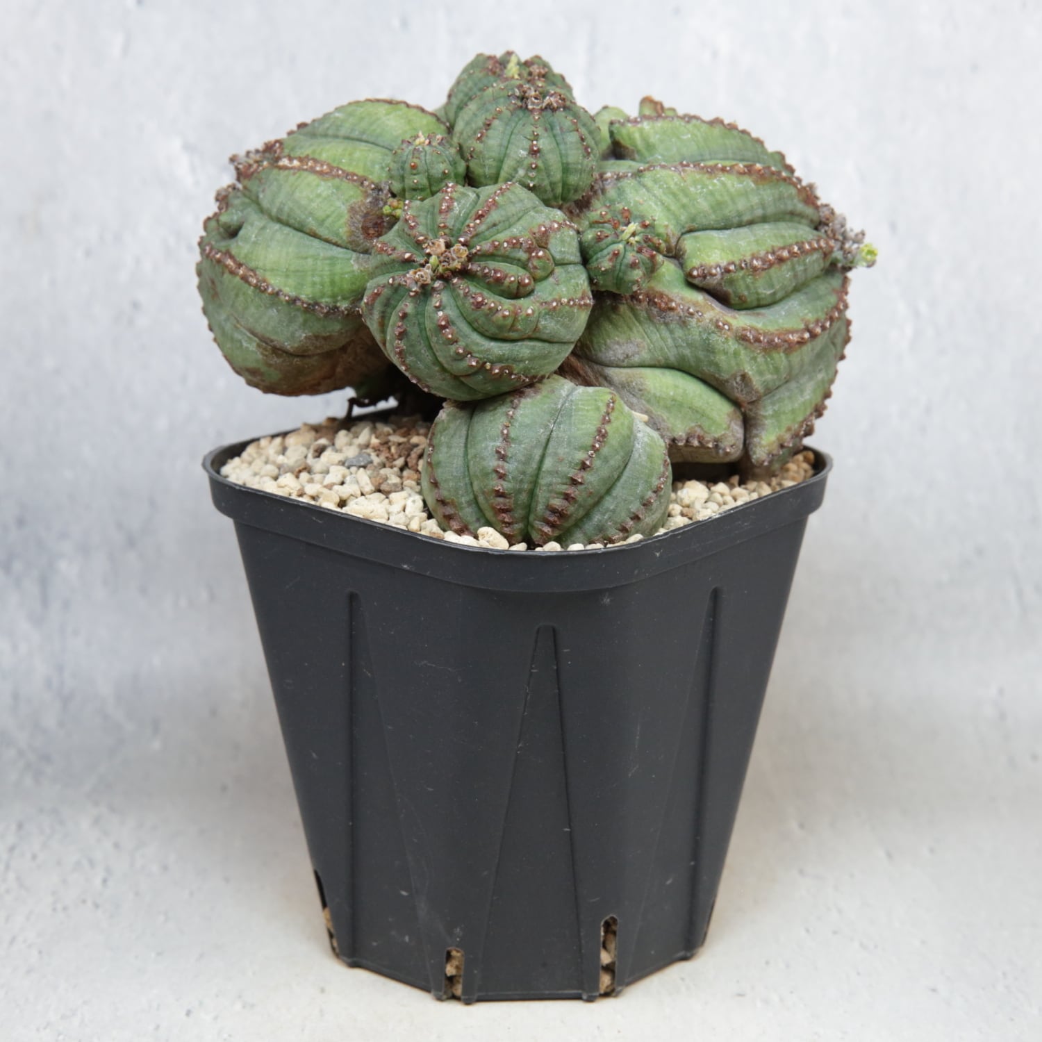 メス株 【厳選株】最大幅 約11.1cm ダブルヘッド 仔吹き オベサ / 木質