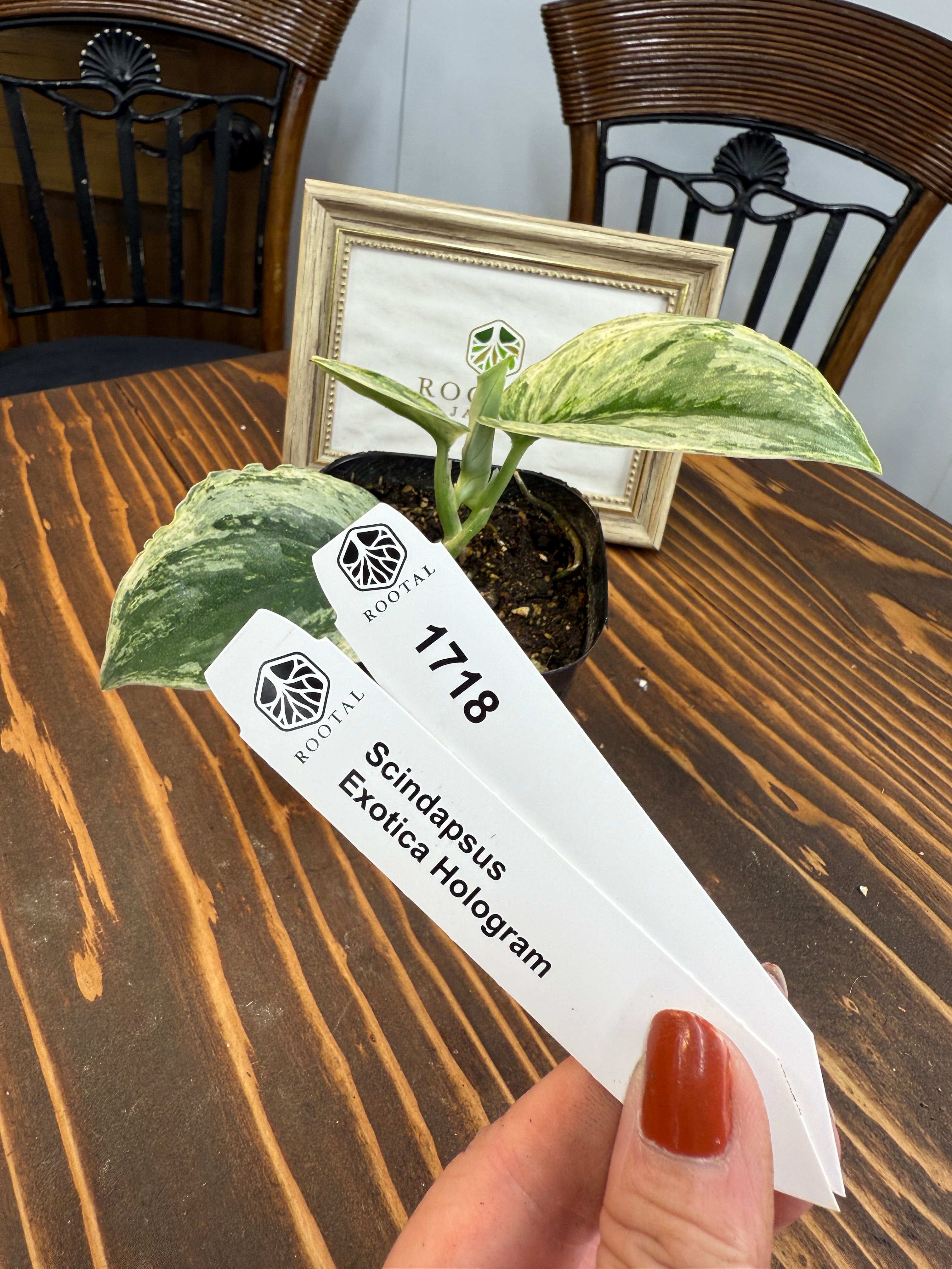 ★1718【輝くホログラム】スキンダプサス エキゾチカ ホログラム(3.5号ポット)