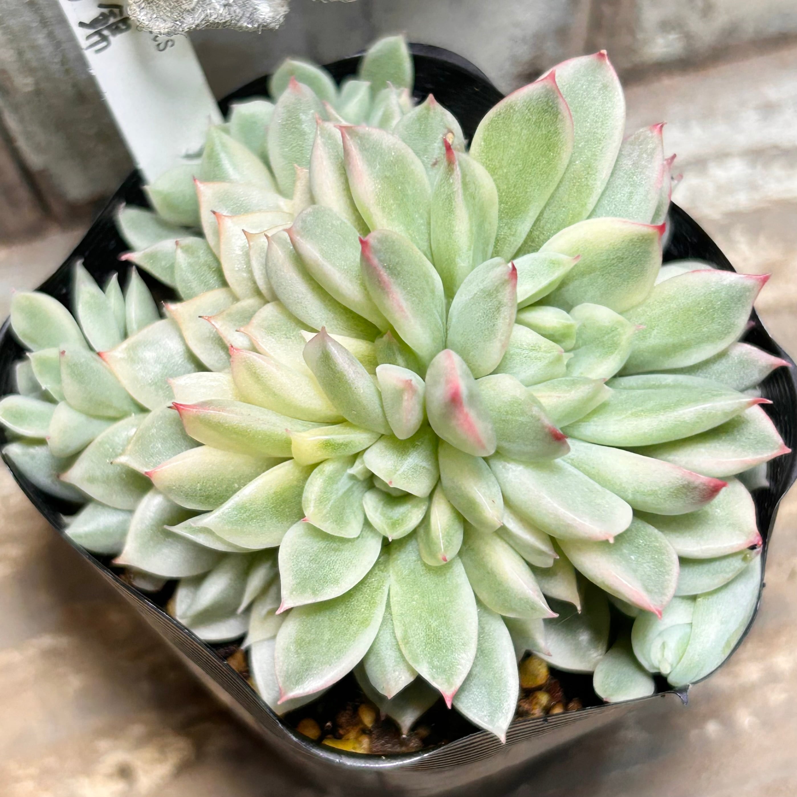専用コーナー　多肉植物　錦 錦 | RuPo 多肉植物専門店