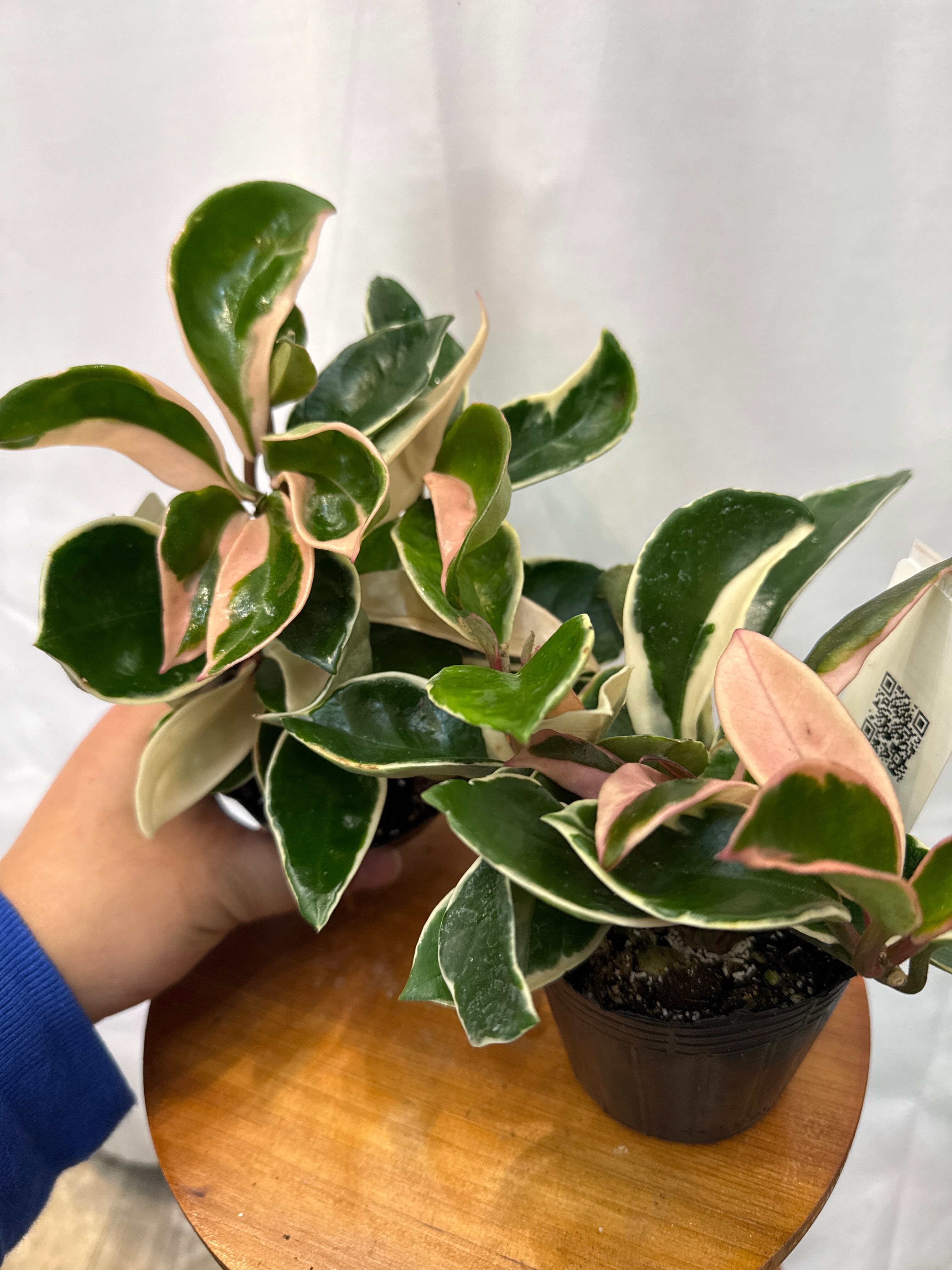 週末セール極めて希少種ホヤ　パラディセア　hoya paradisea ⑥ 新年セール極めて希少種ホヤ パラディセア hoya paradisea ⑥ - メルカリ