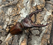 【WD】《ズベールホソアカ 55mm ペア》