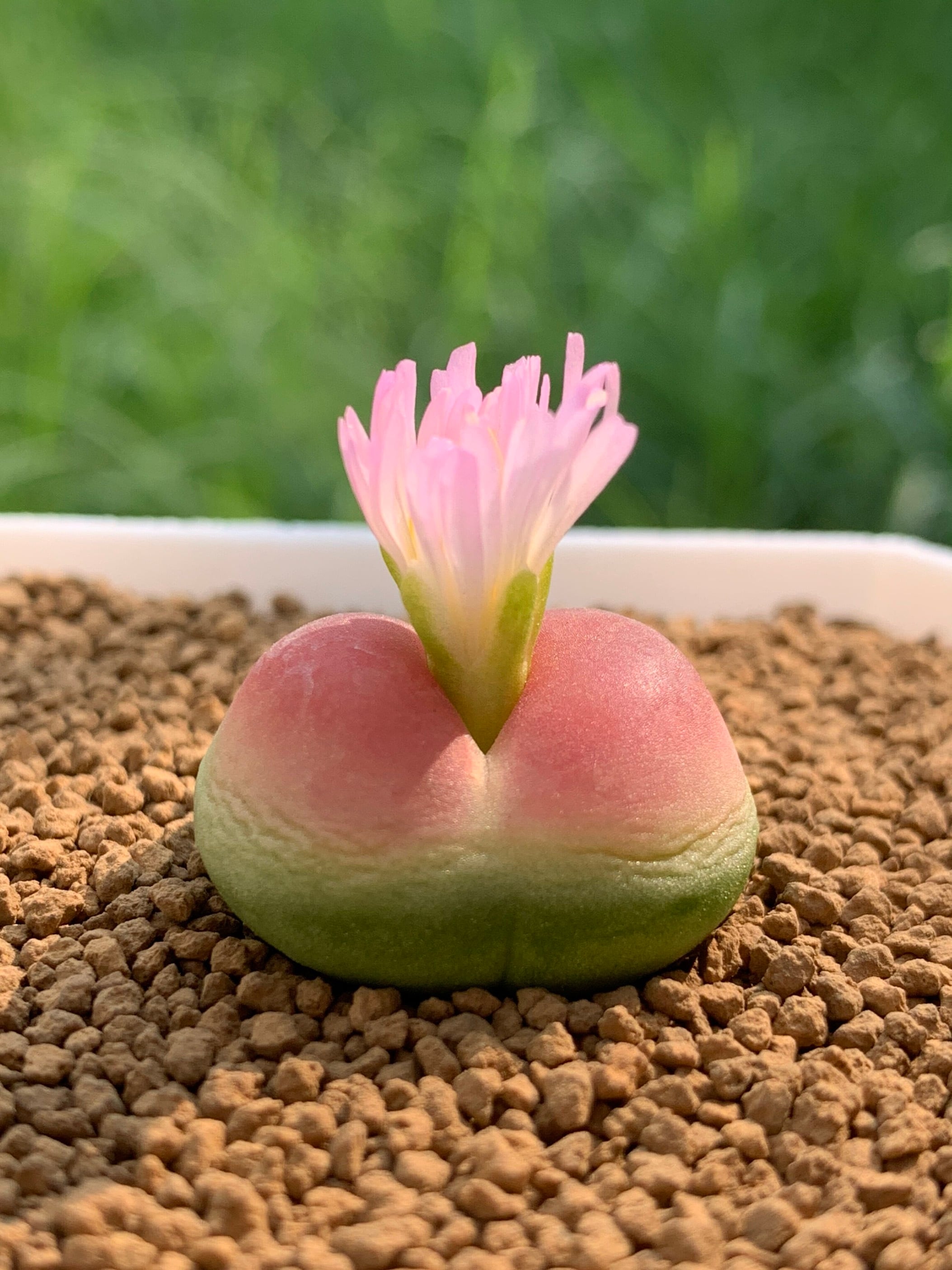 送料無料】Billbergia 'Kolan Apocalyptic' x 'Kolan Crunch