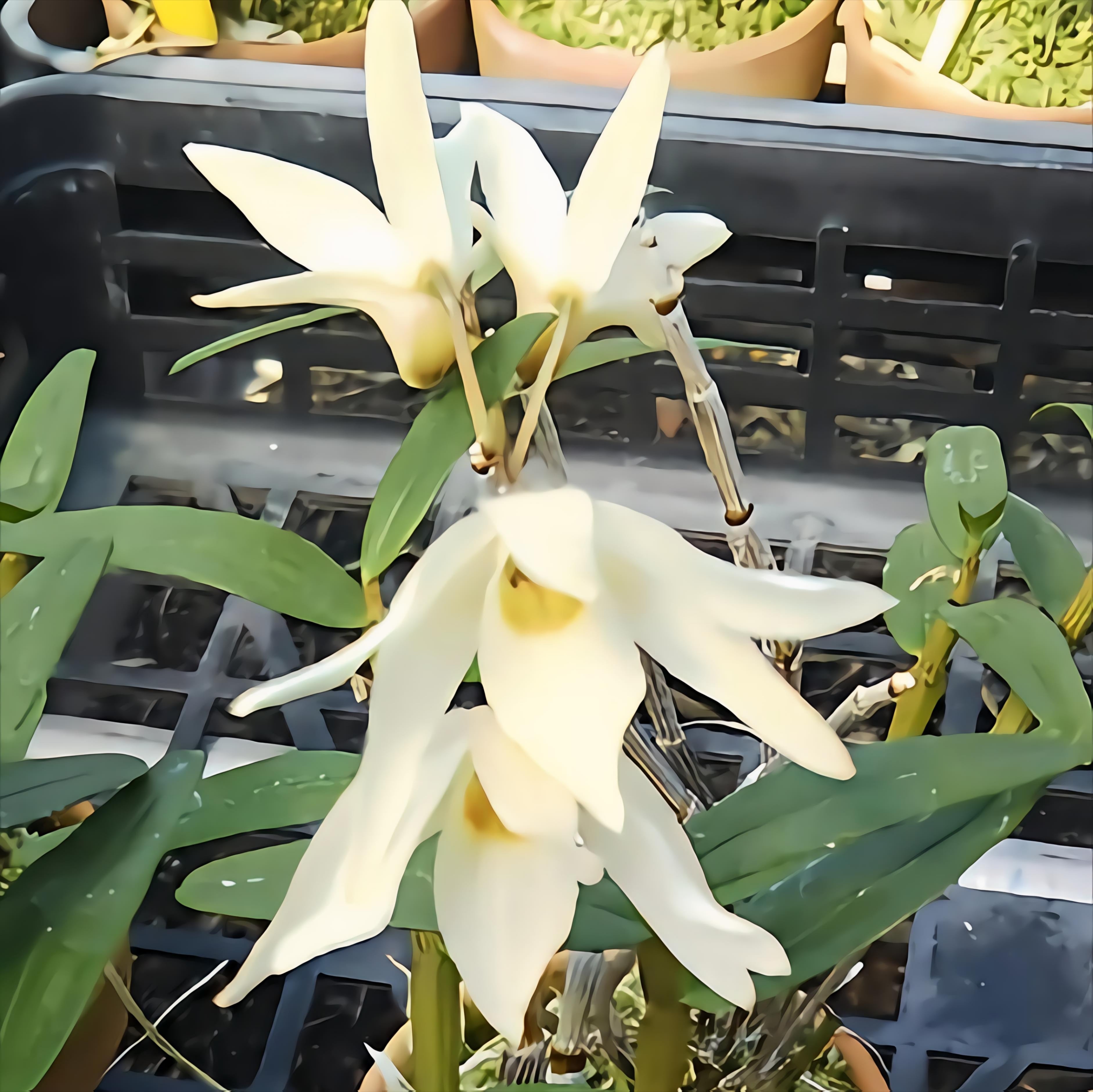 【 名護蘭 】明丸縞　363 名護蘭 明丸(みんまる) | COCORO