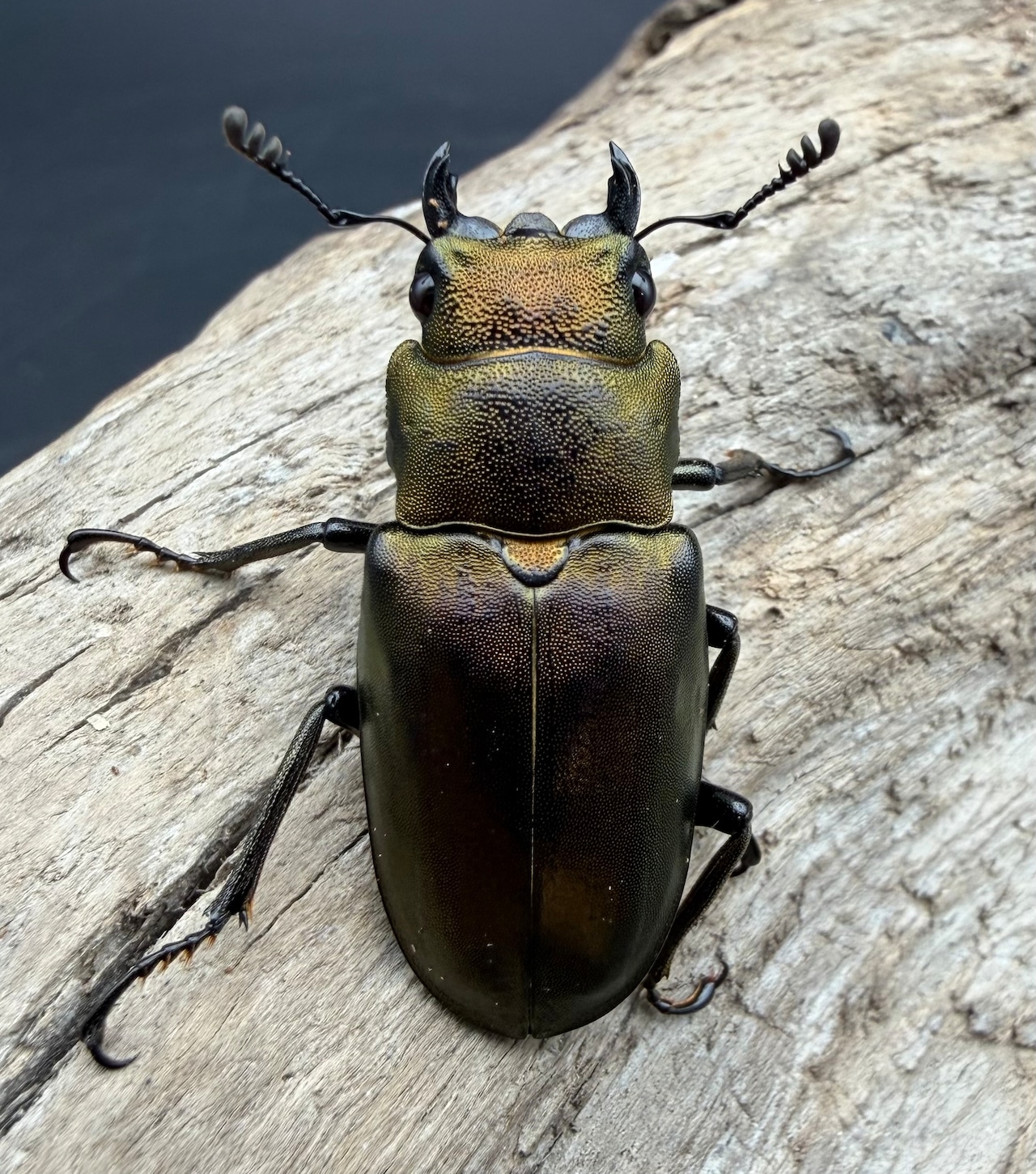 【WD】《モンギロンホソアカ アルファック産 80mm ペア》