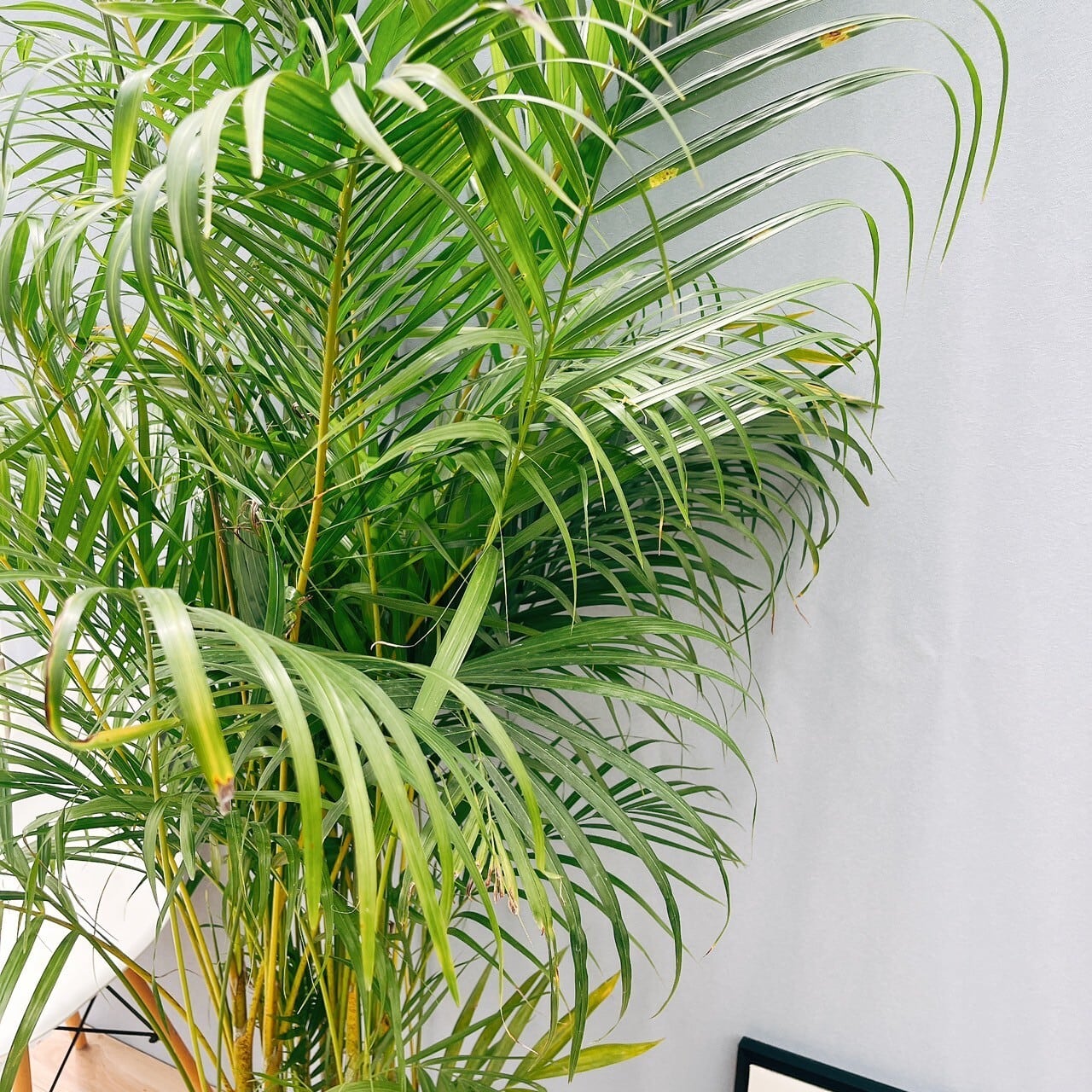 m*n様 耐陰性◎ インテリア向け人気観葉植物【アレカヤシ】大型サイズ 室内南国 m*n様 耐陰性◎ インテリア向け人気観葉植物【アレカヤシ】大型サイズ 室内