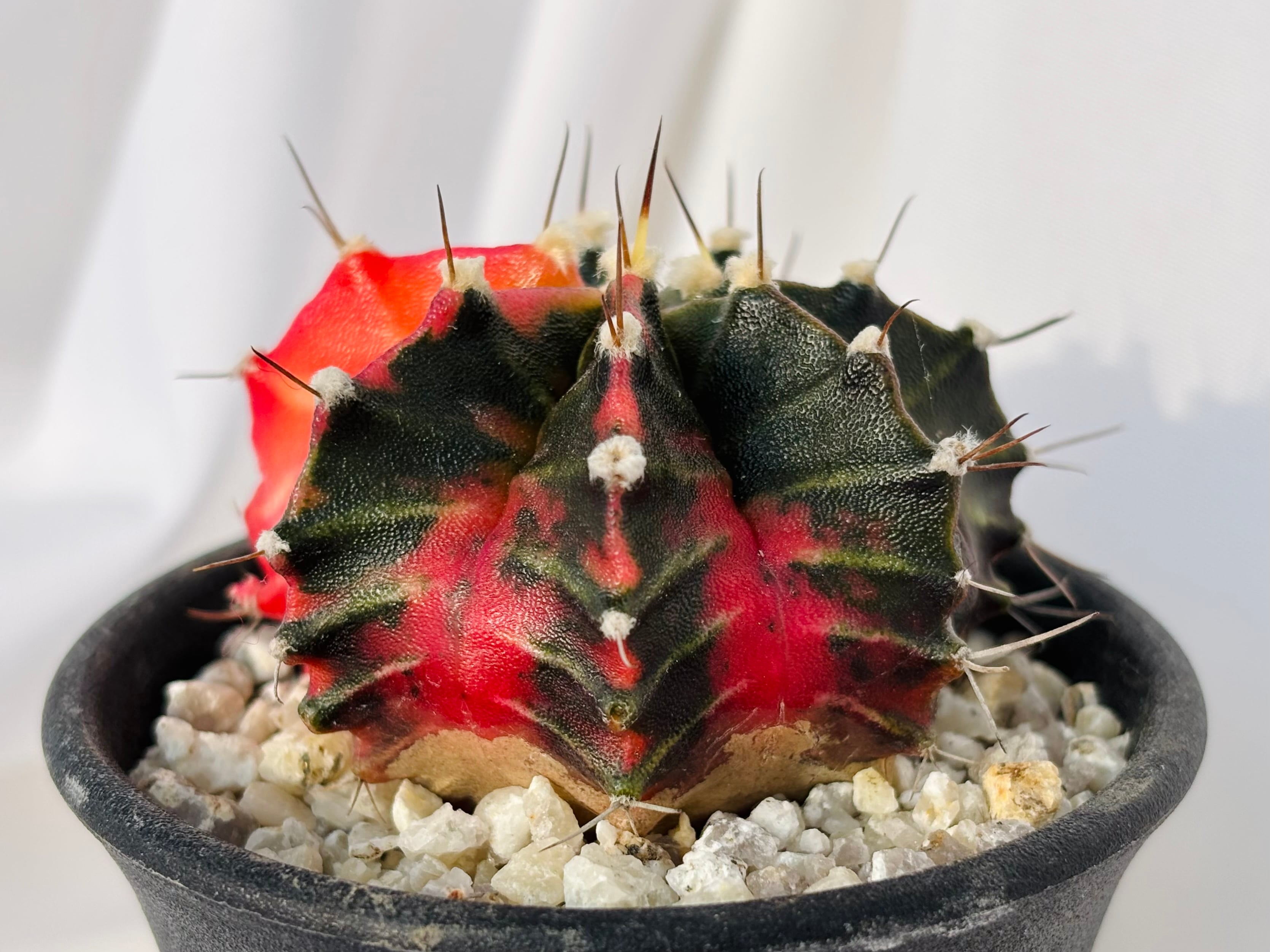 Gymnocalycium mihanovichii 緋牡丹錦 サボテン