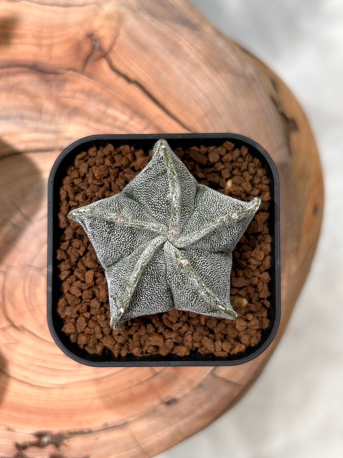 エキノプシス パチャノイ 多聞柱 信楽焼陶器鉢付き | アトリエRatel