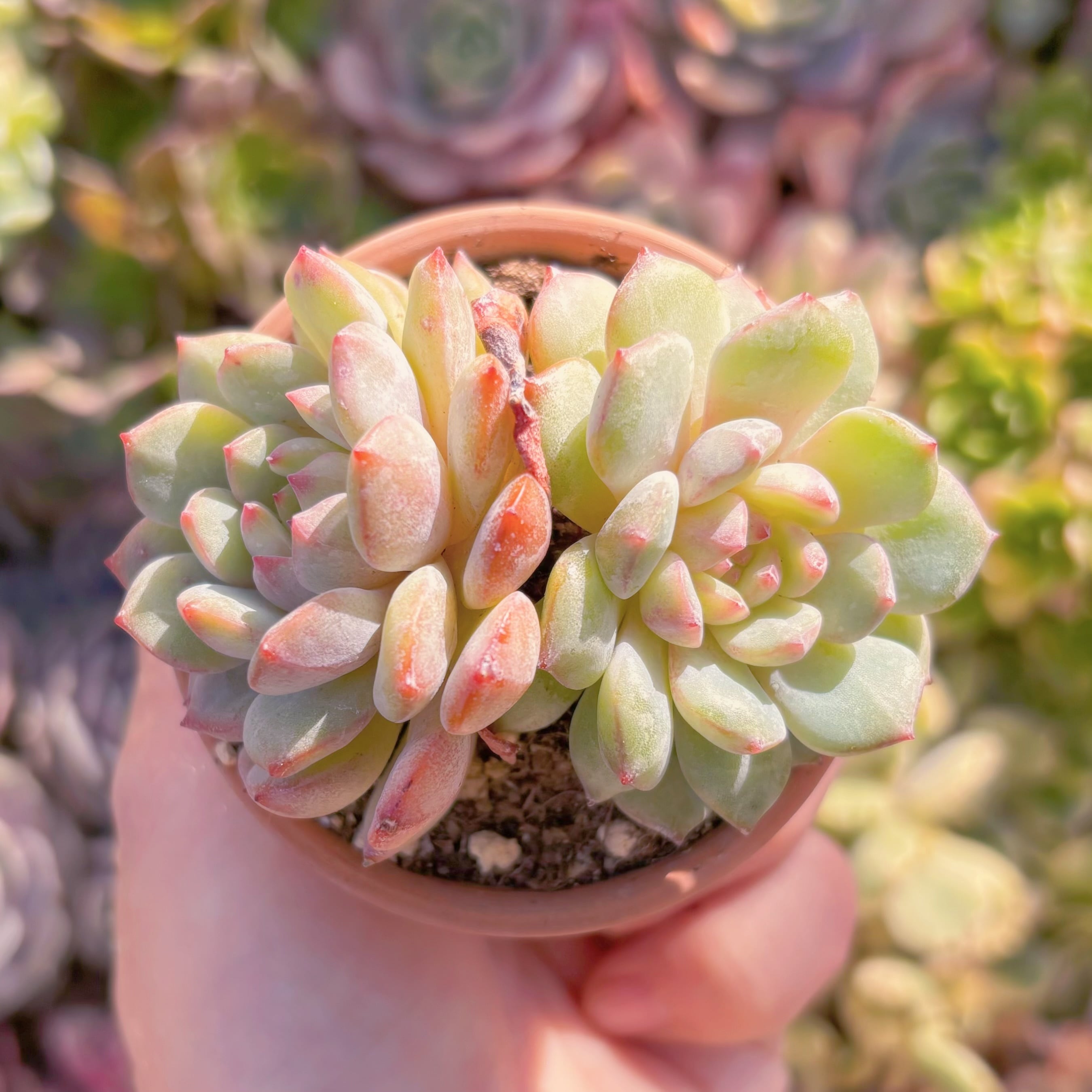 現品　甘露#A022　2頭群生　るる農園