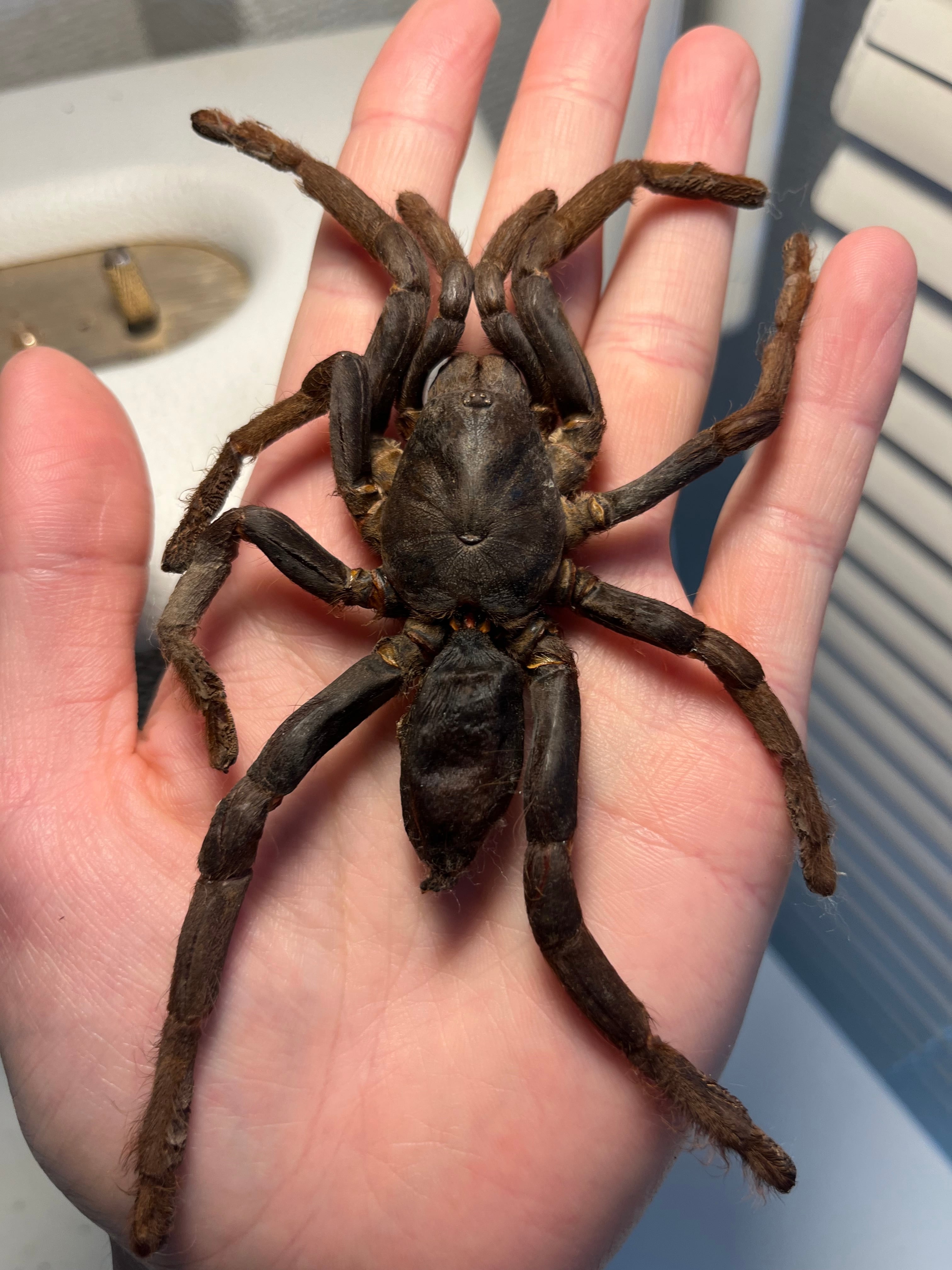 大土蜘蛛 | オモニキチュウ