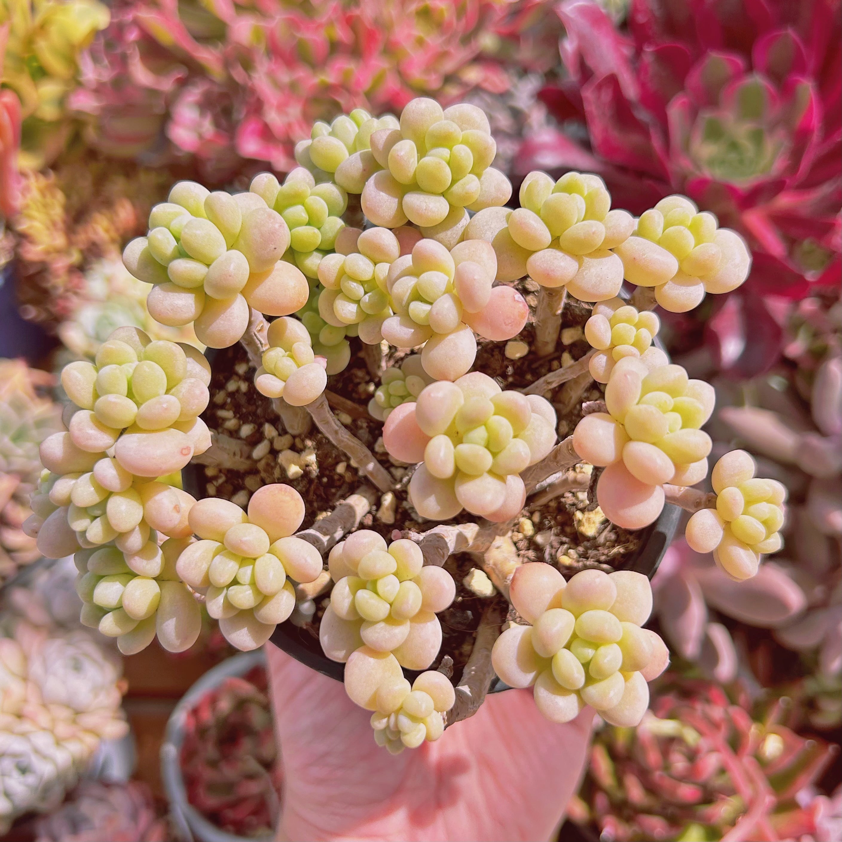 #628現物　多肉植物　古株　ロココ　特大　抜き苗　