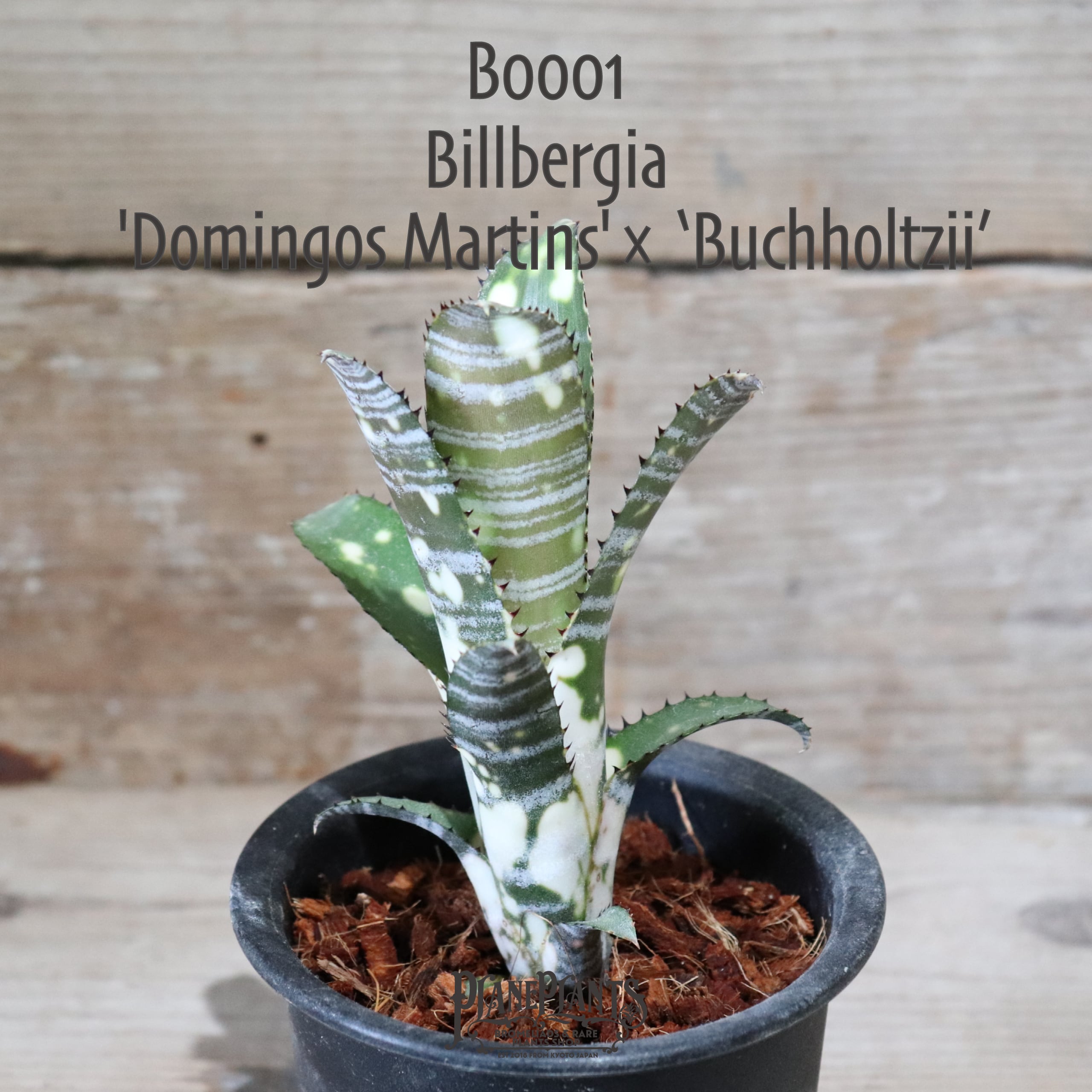 送料無料】Billbergia Domingos Martins×Buchholtzii 〔ビルベルギア