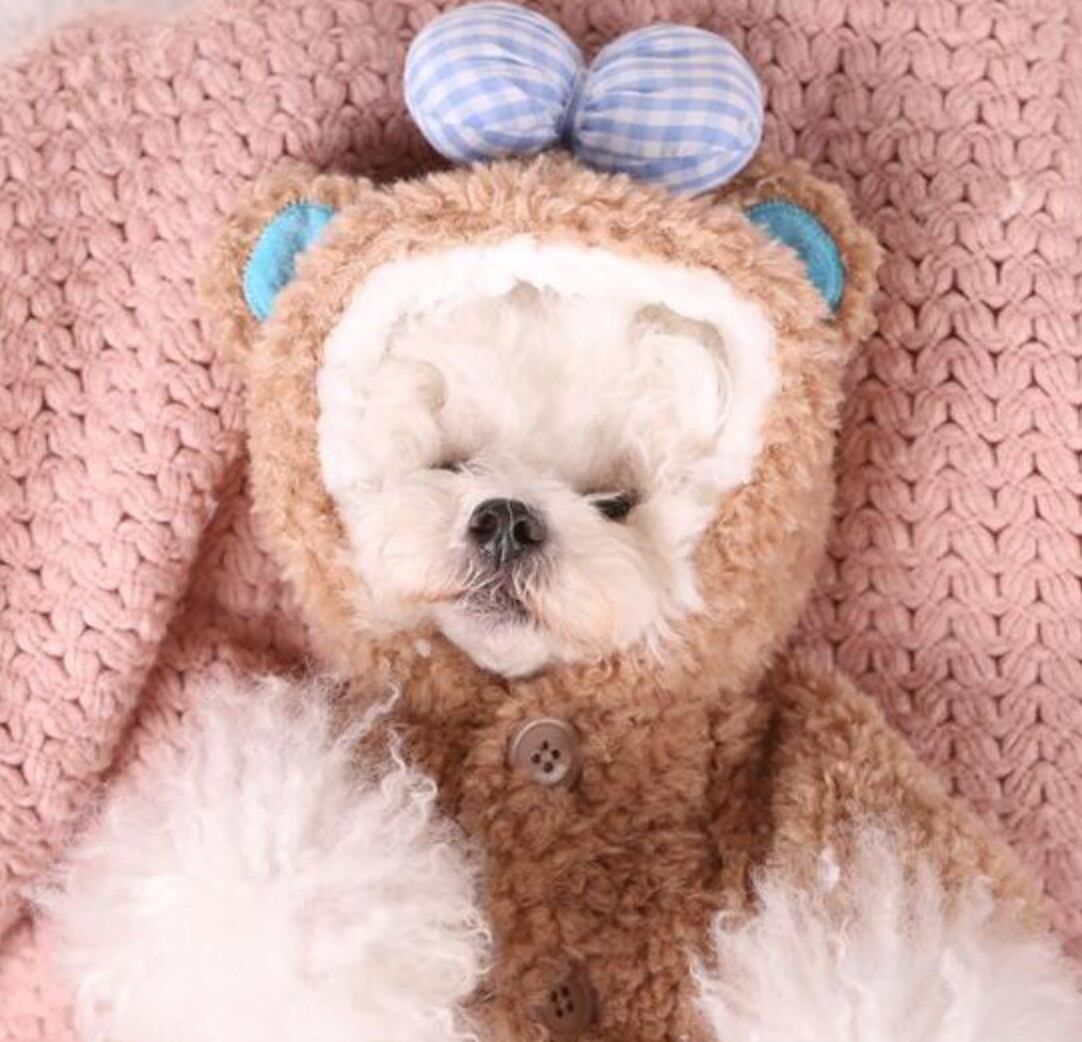 ドッグウェア テディベア風くまさん着ぐるみ 水色 犬服 Dog Online ドッグウェア 犬服 ペット用品 ドッグウェア テディベア風くまさん着ぐるみ 水色 犬服 Dog Online ドッグウェア 犬服 ペット用品