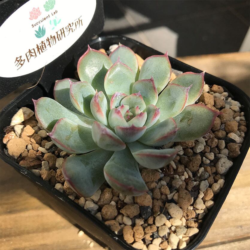 プリドニス 花うらら Echeveria Pulidonis 多肉植物研究所