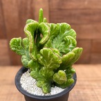 Euphorbia oncoclada【ユーフォルビア・オンコクラータ綴化・斑入り】