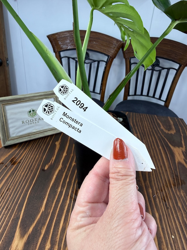 ★2094【このサイズで、この割れ】　モンステラ　デリシオーサコンパクタ（4号深鉢）