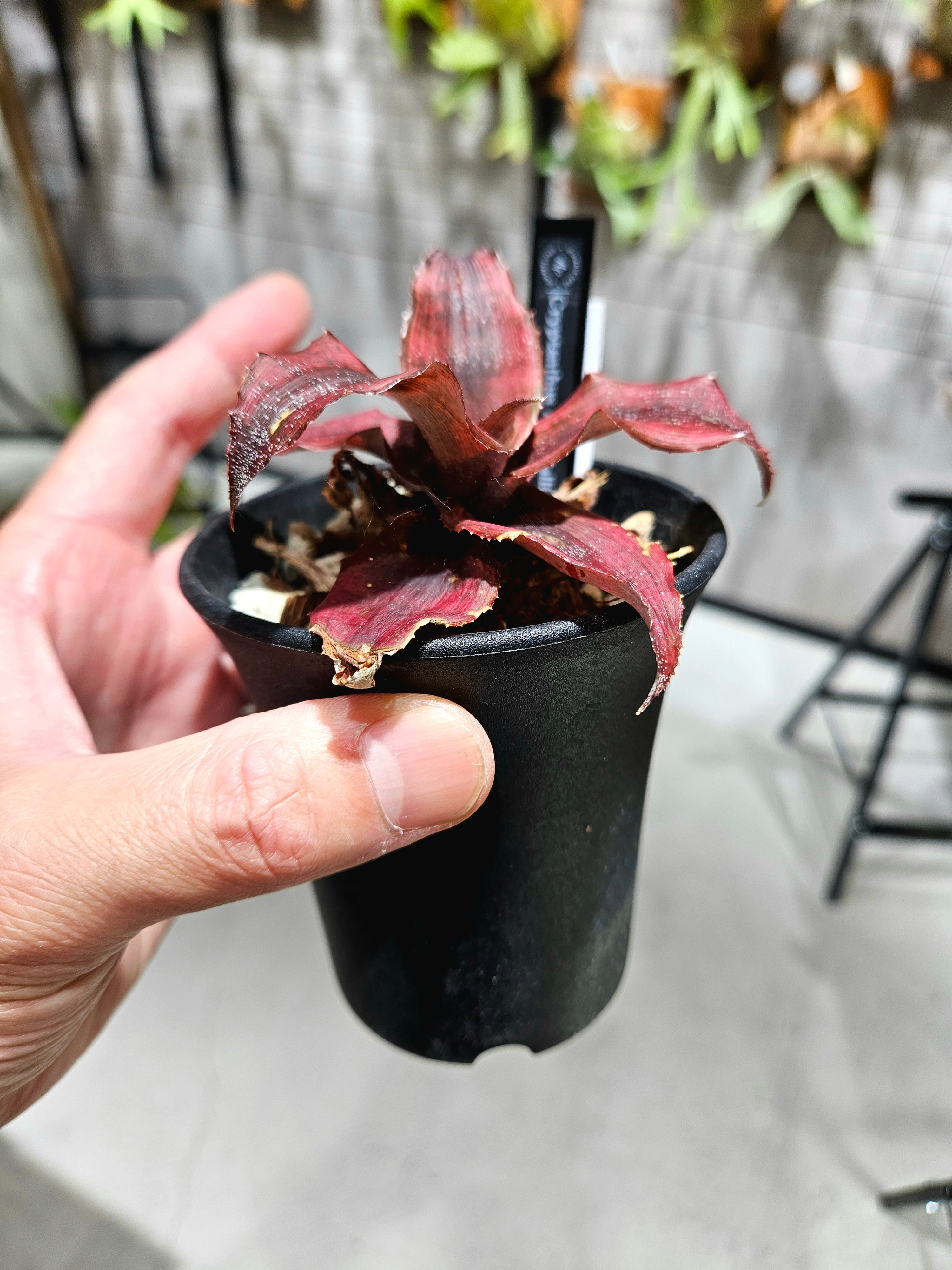 Cryptanthus Ann Callings 【artPLANTs/PLANTS GARAGE