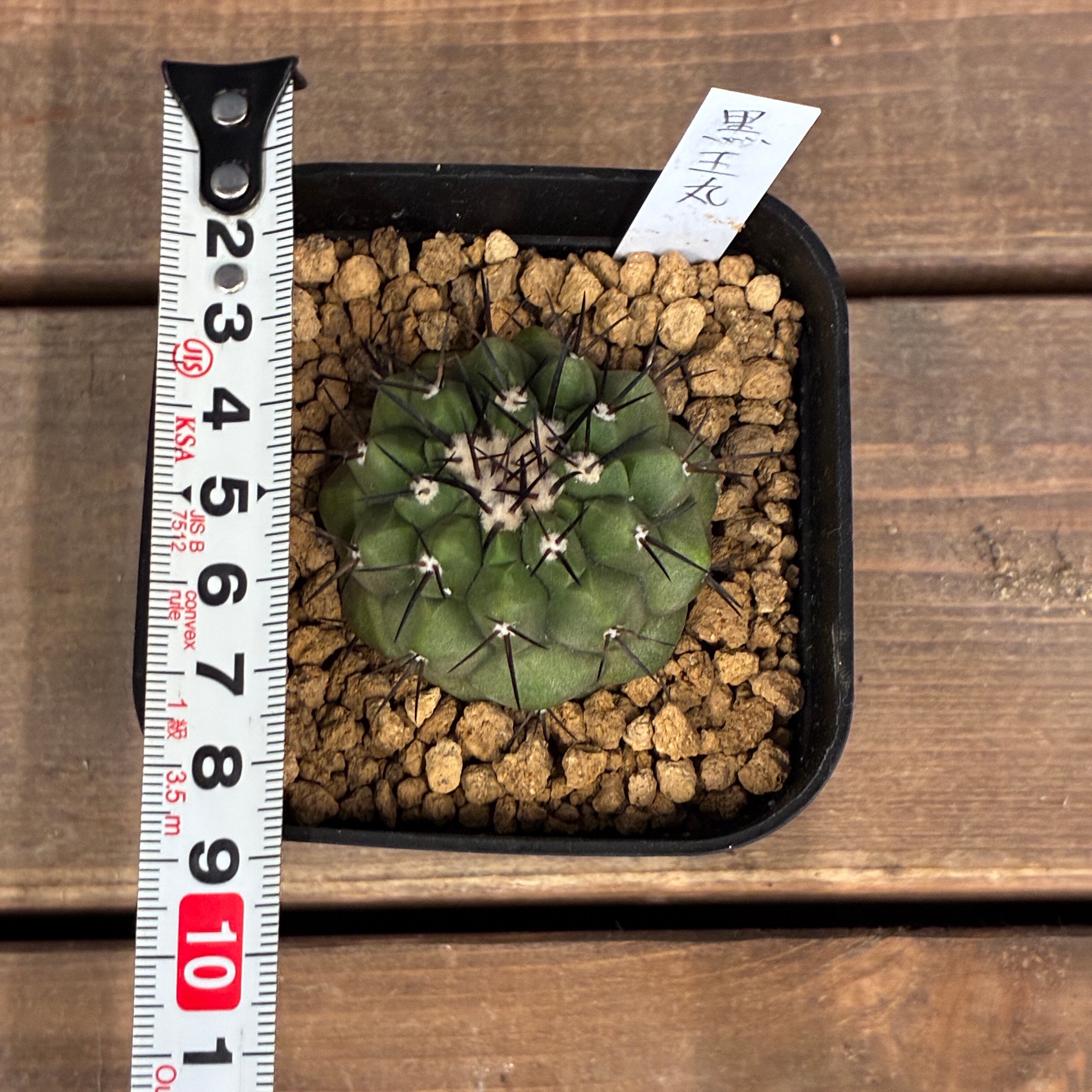 クリアランス】【Copiapoa】サボテン コピアポア 黒王丸実生【790