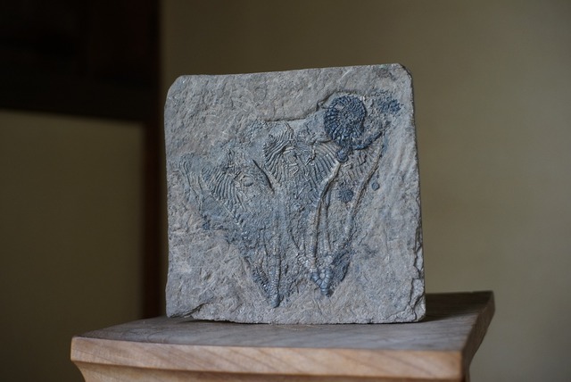 ウミユリ化石 Crinoid Fossil 1