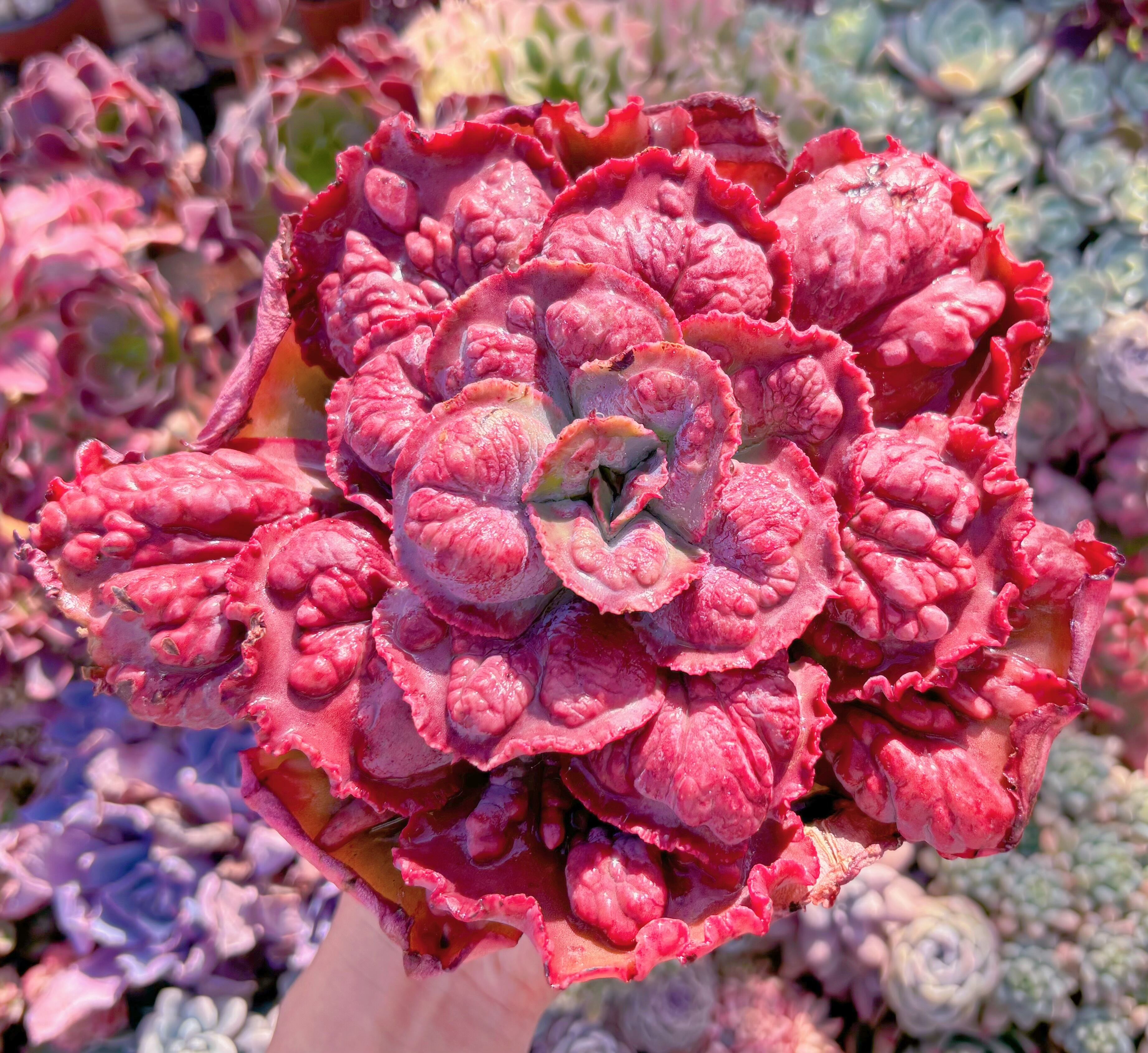 現品　cancan　x　Baron Bold#65x　大苗　るる農園