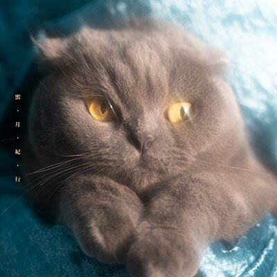 猫戦「蜜・月・紀・行」新品未使用 CD】猫戦 / 蜜・月・紀・行 | HOLIDAY! RECORDS DISTRO